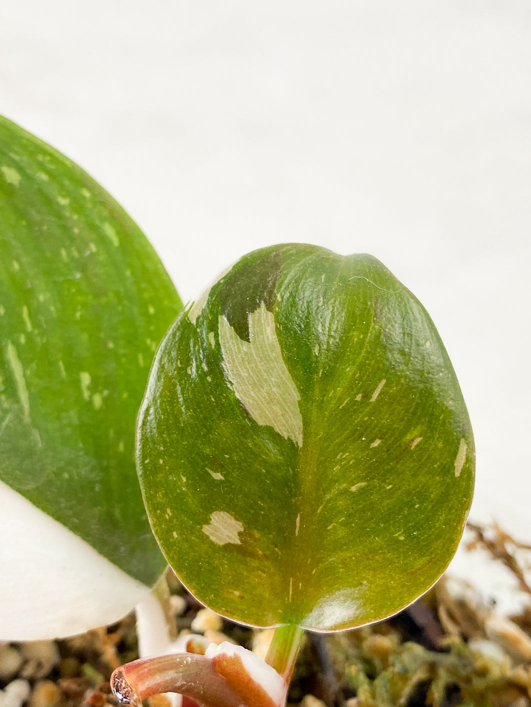 Philodendron White Knight  tricolor Rooted