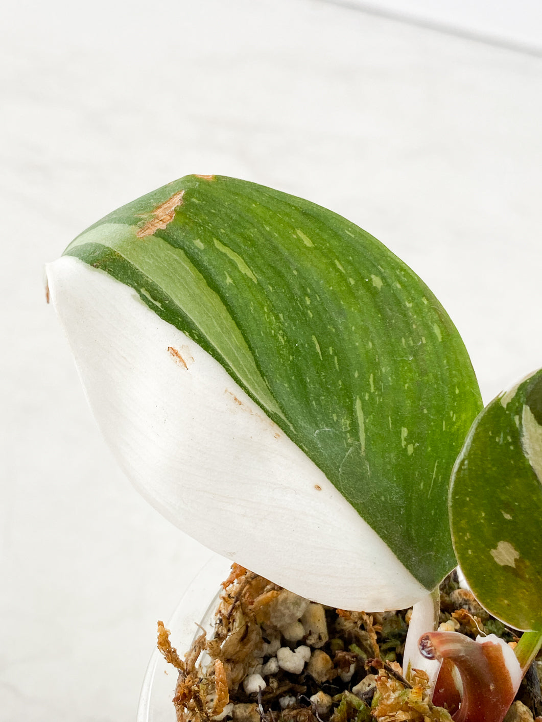 Philodendron White Knight  tricolor Rooted