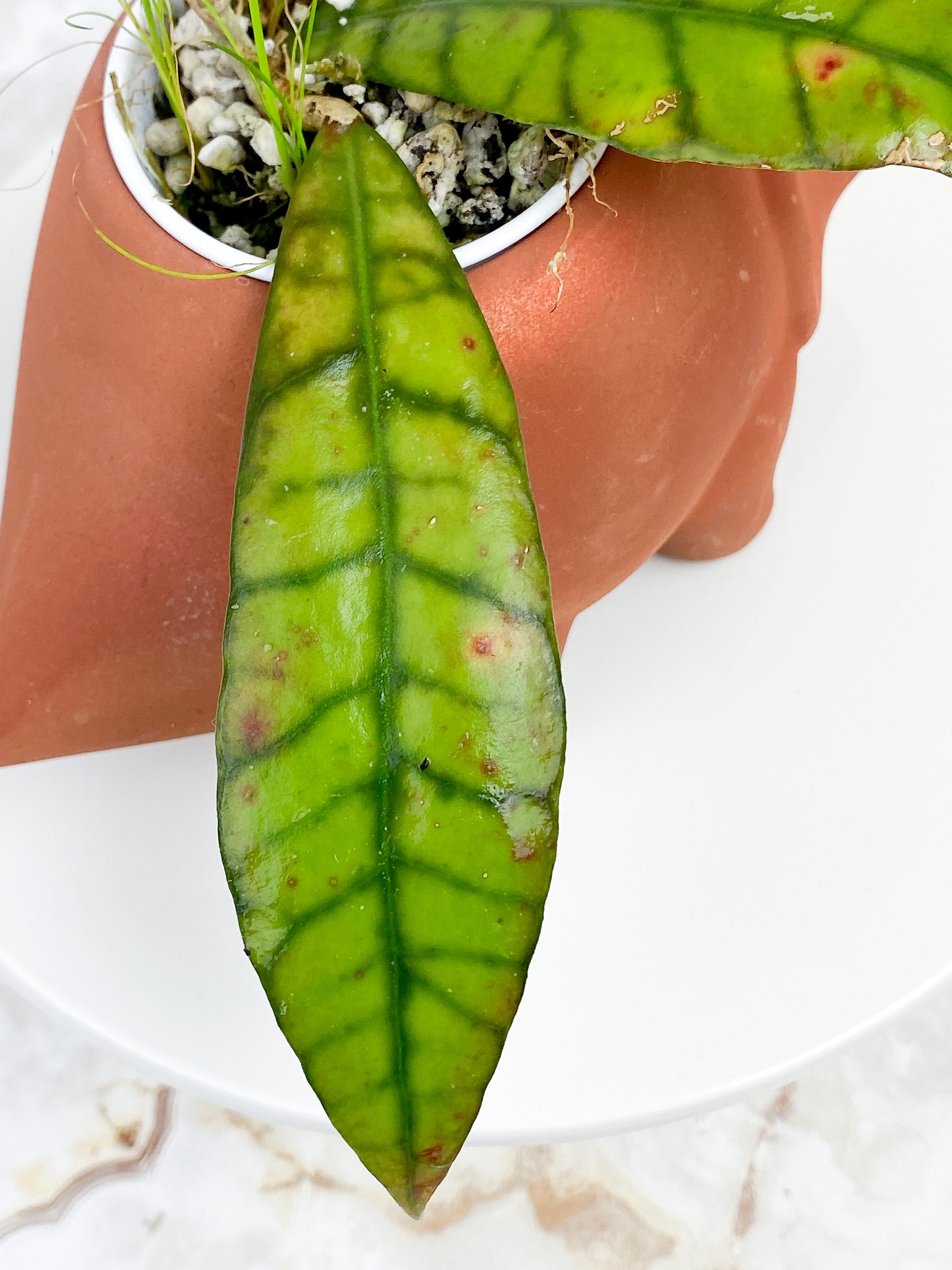 Hoya Finlaysonii Nova 2 leaves rooted sunstressing