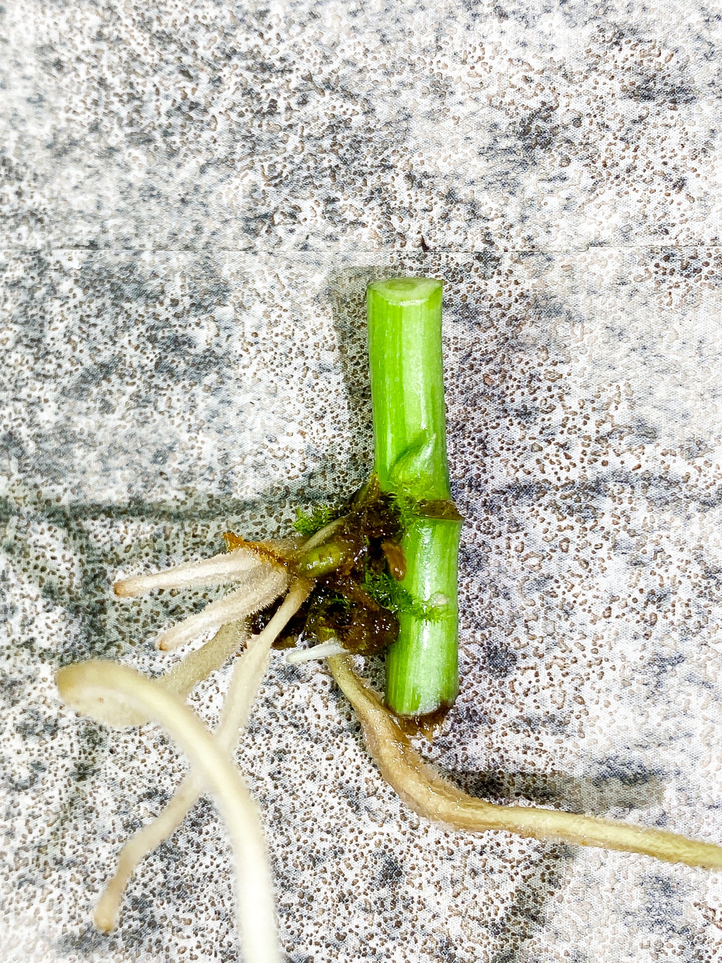 Monstera Adansonii Variegated mint/ aurea  Slightly Rooted 1 sprout node
