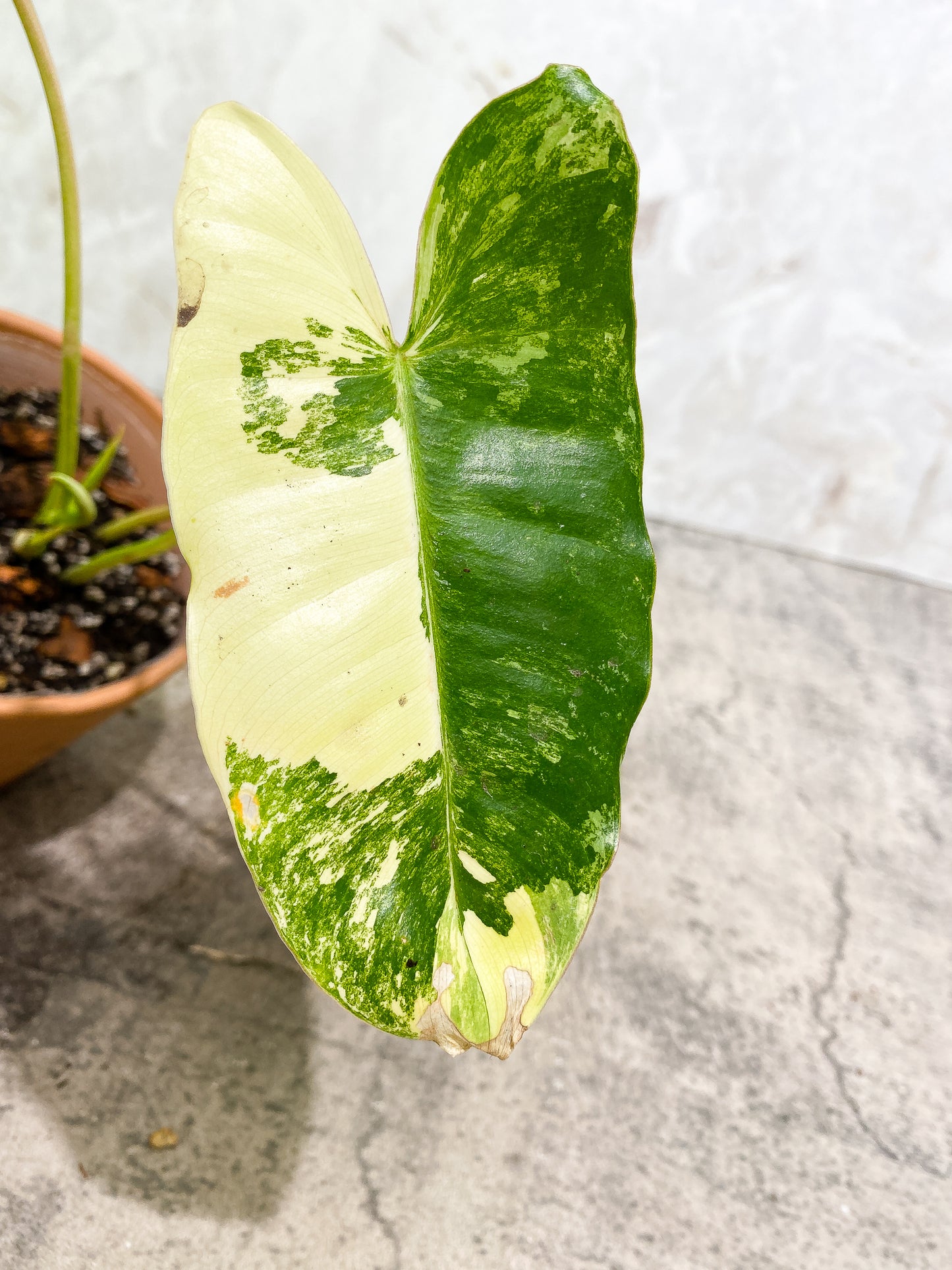 Philodendron Burl Marx Variegated 3 leaves 2 sprouts fully rooted