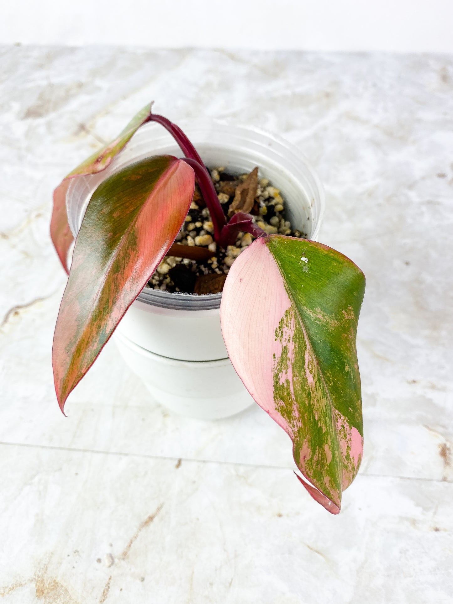 Philodendron  Strawberry shakes 1 leaf rooted Highly Variegated