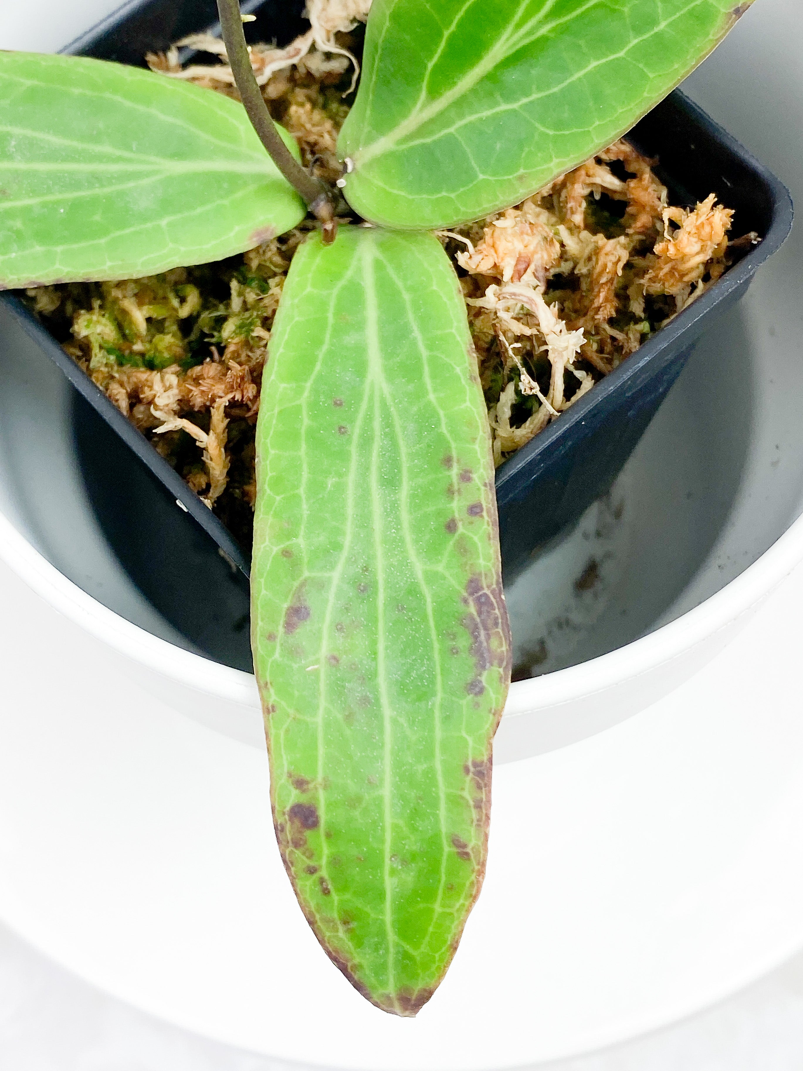 Hoya Bordenii 3 leaves and 3 baby leaves rooted