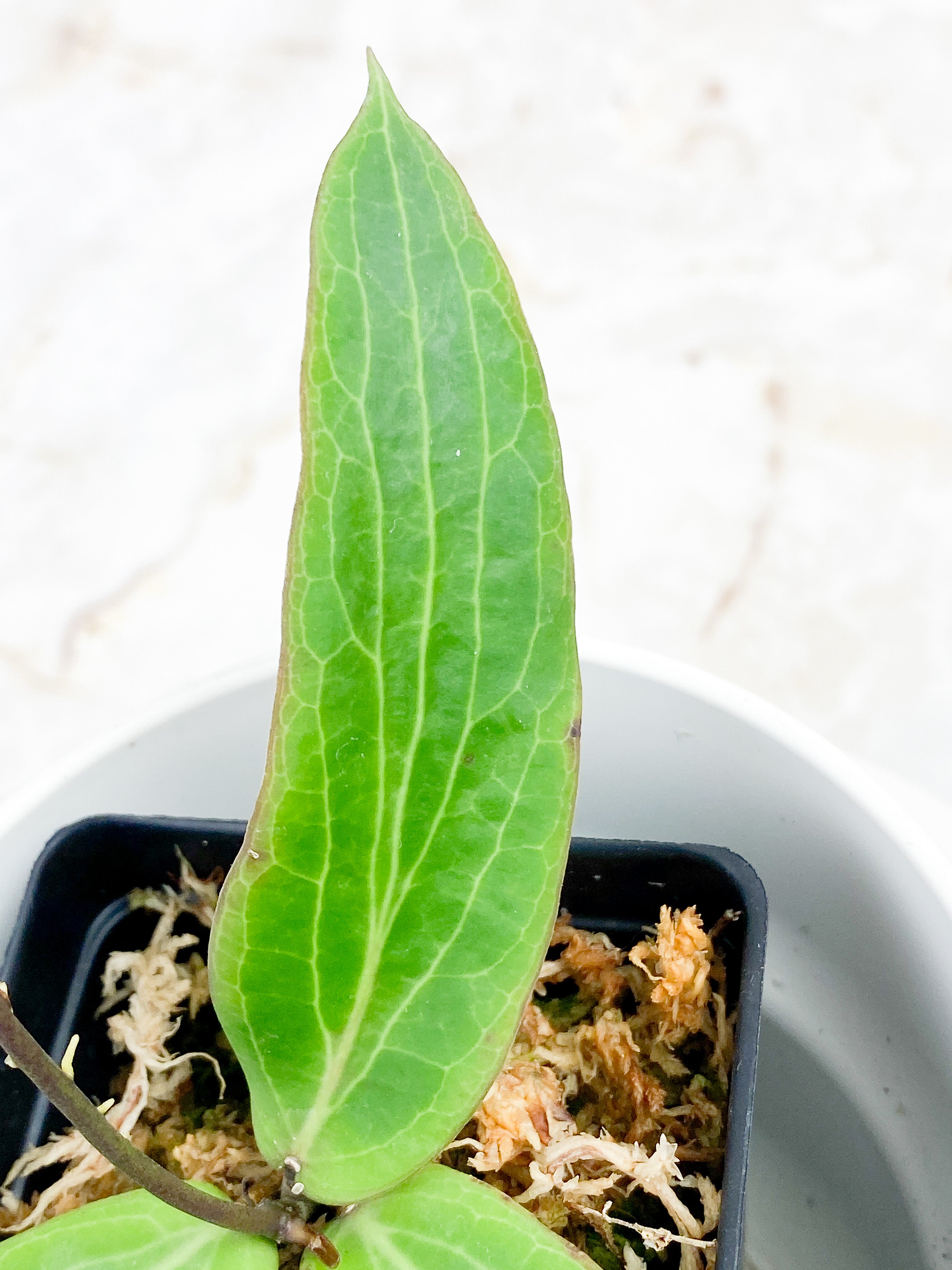 Hoya Bordenii 3 leaves and 3 baby leaves rooted