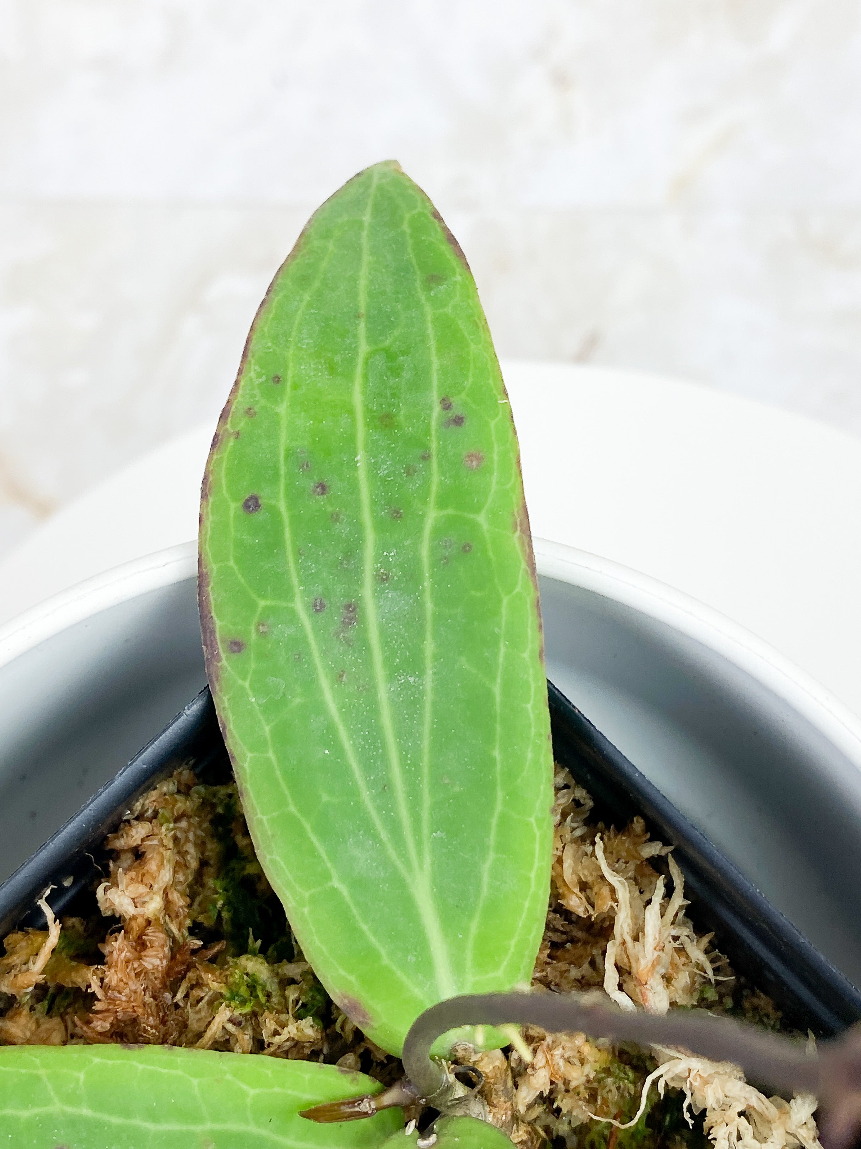 Hoya Bordenii 3 leaves and 3 baby leaves rooted