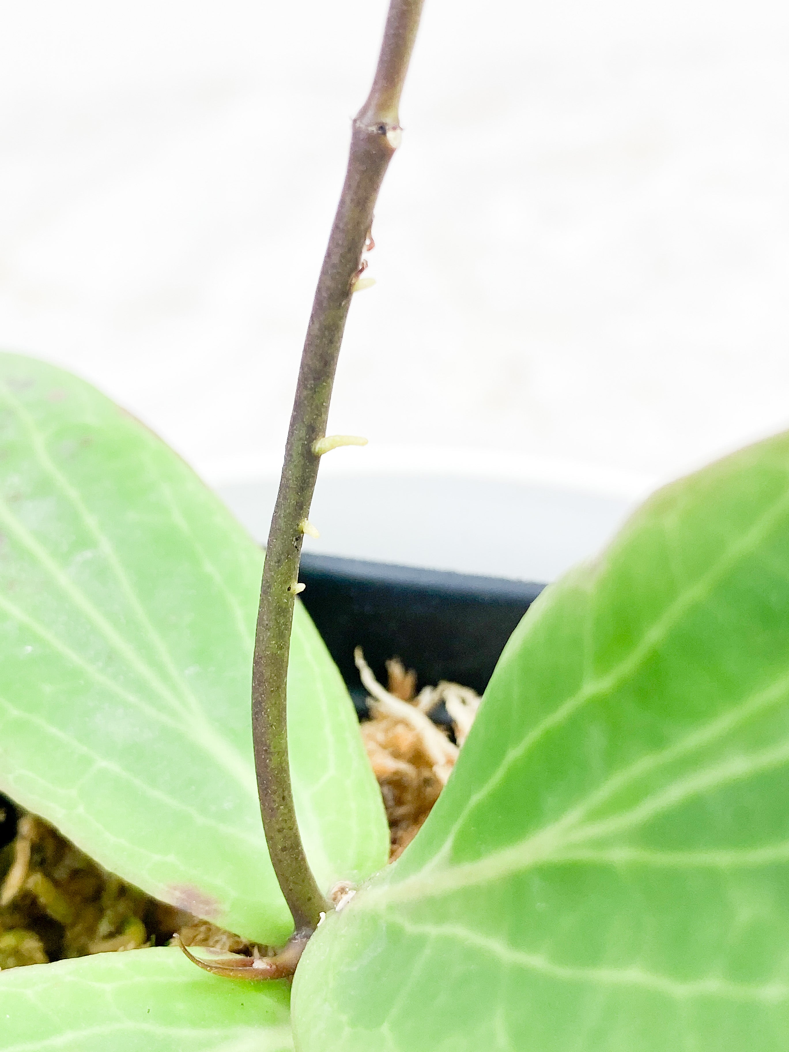 Hoya Bordenii 3 leaves and 3 baby leaves rooted