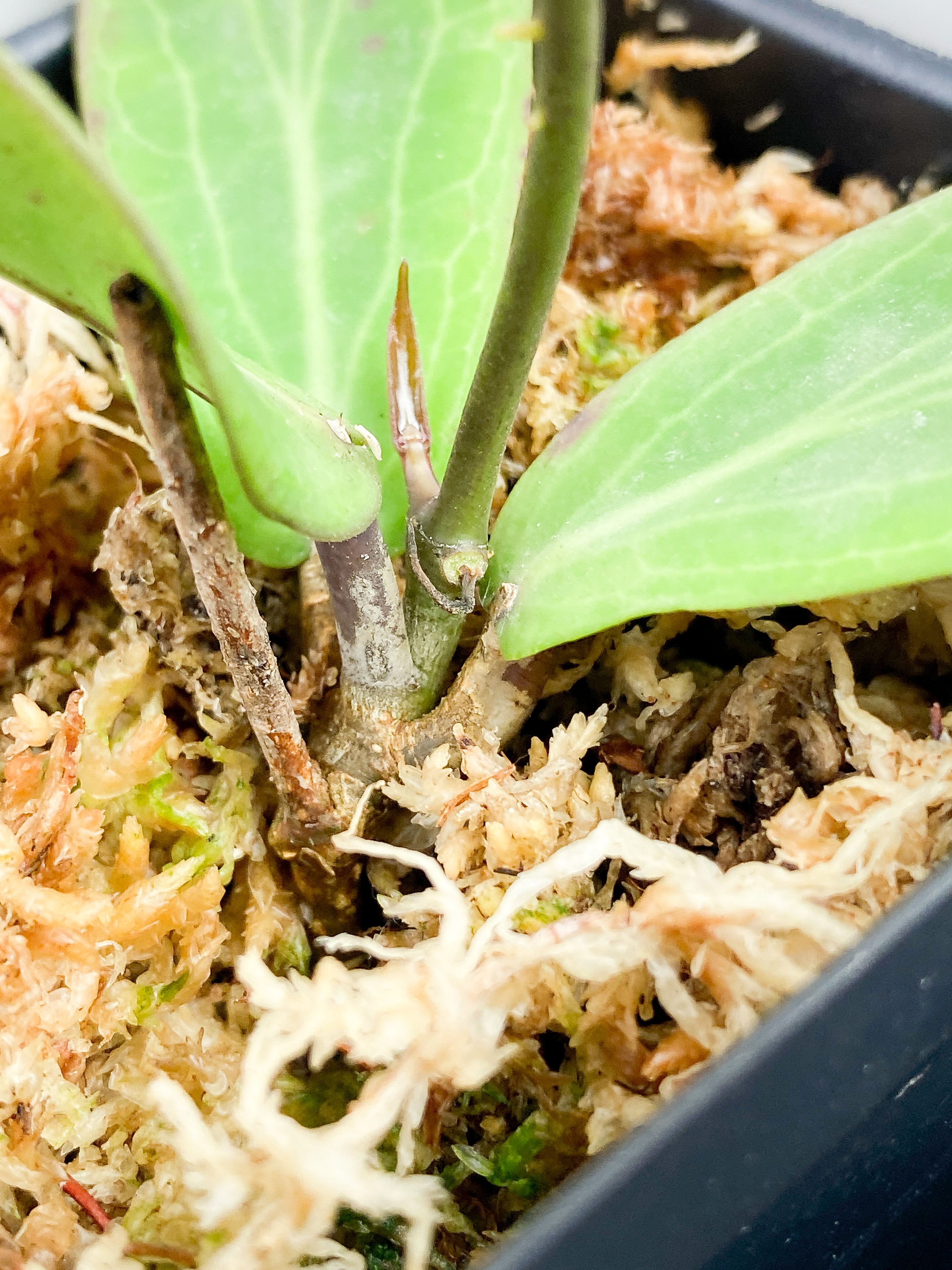 Hoya Bordenii 3 leaves and 3 baby leaves rooted