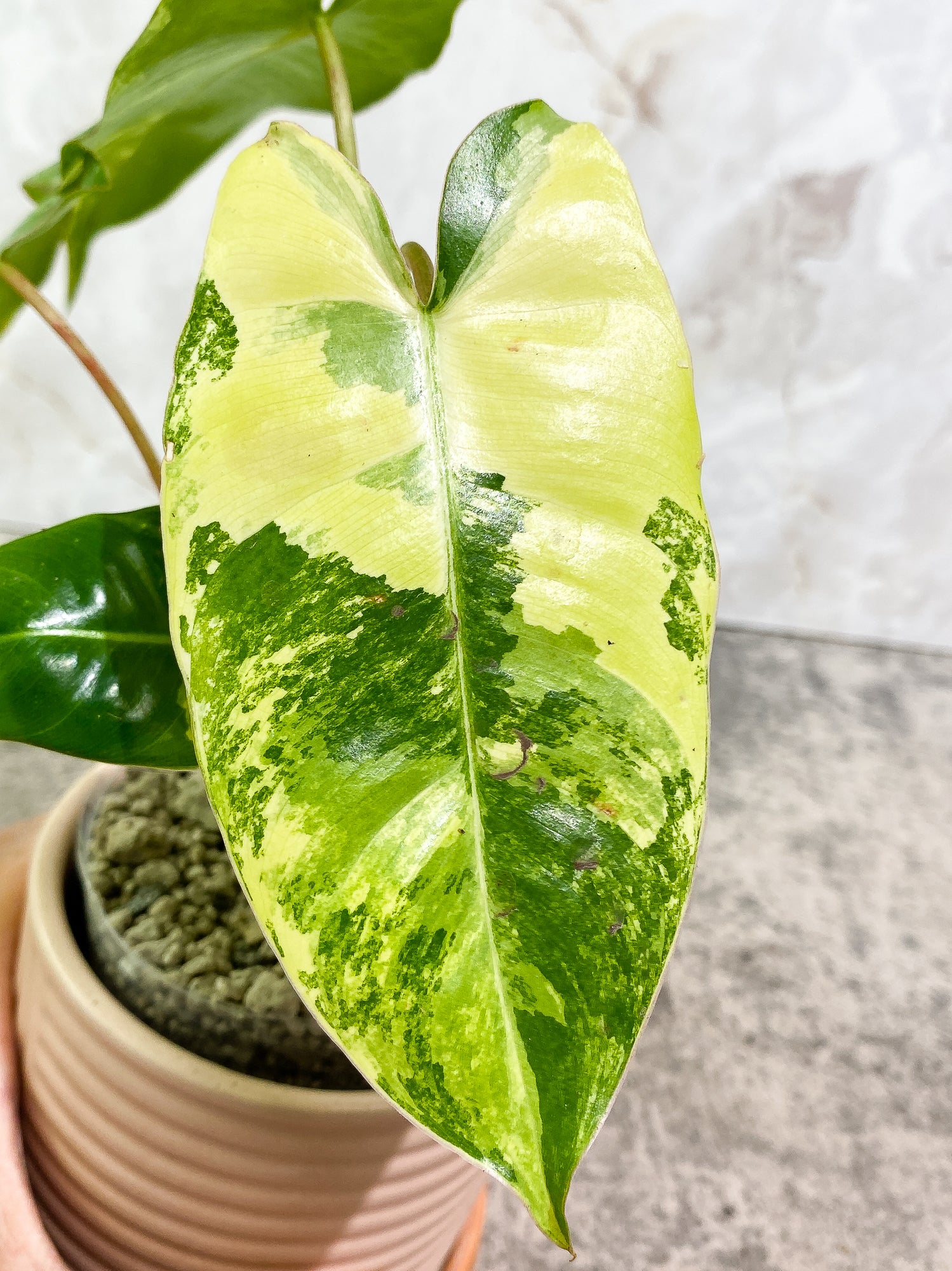 Philodendron Burle Marx Variegated 5 leaves 1 unfurling 1 sprout slightly rooted