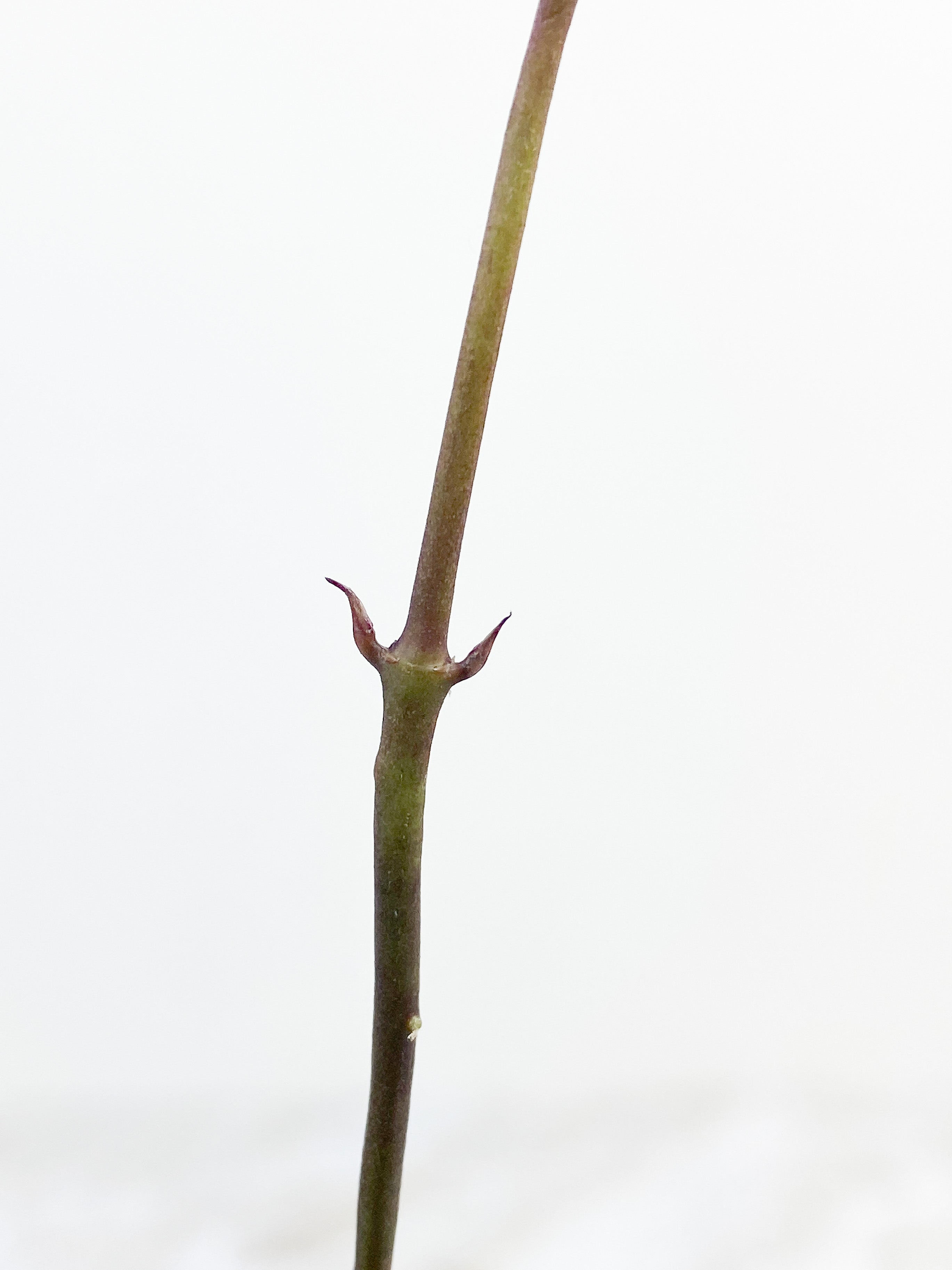 Hoya Bordenii 3 leaves and 3 baby leaves rooted