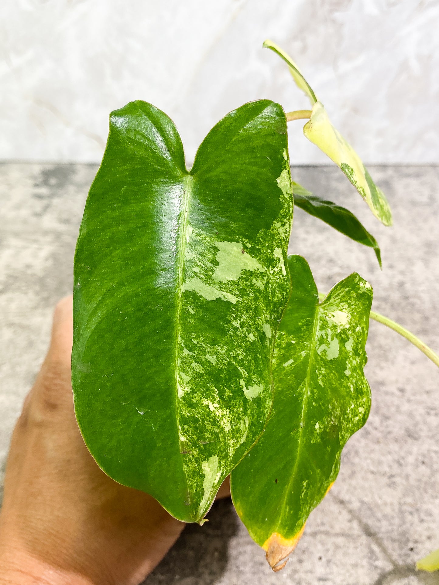 Philodendron Burle Marx Variegated 5 leaves 1 unfurling 1 sprout slightly rooted