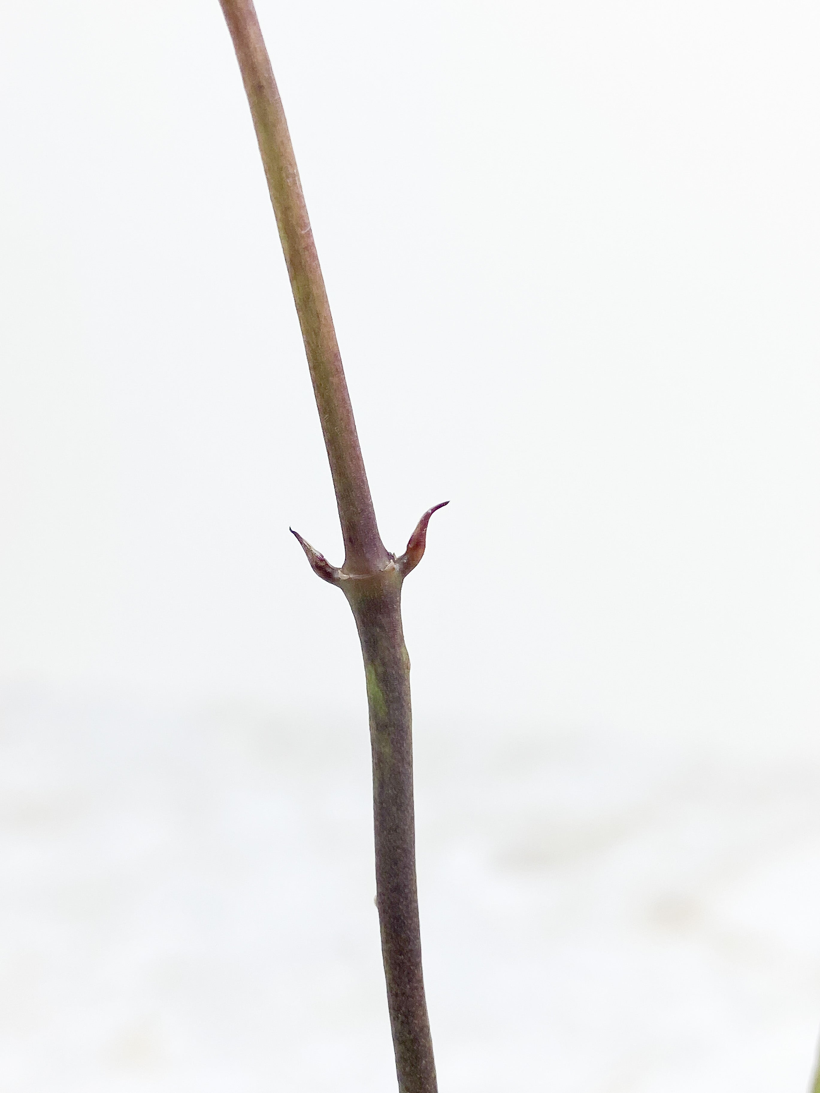 Hoya Bordenii 3 leaves and 3 baby leaves rooted