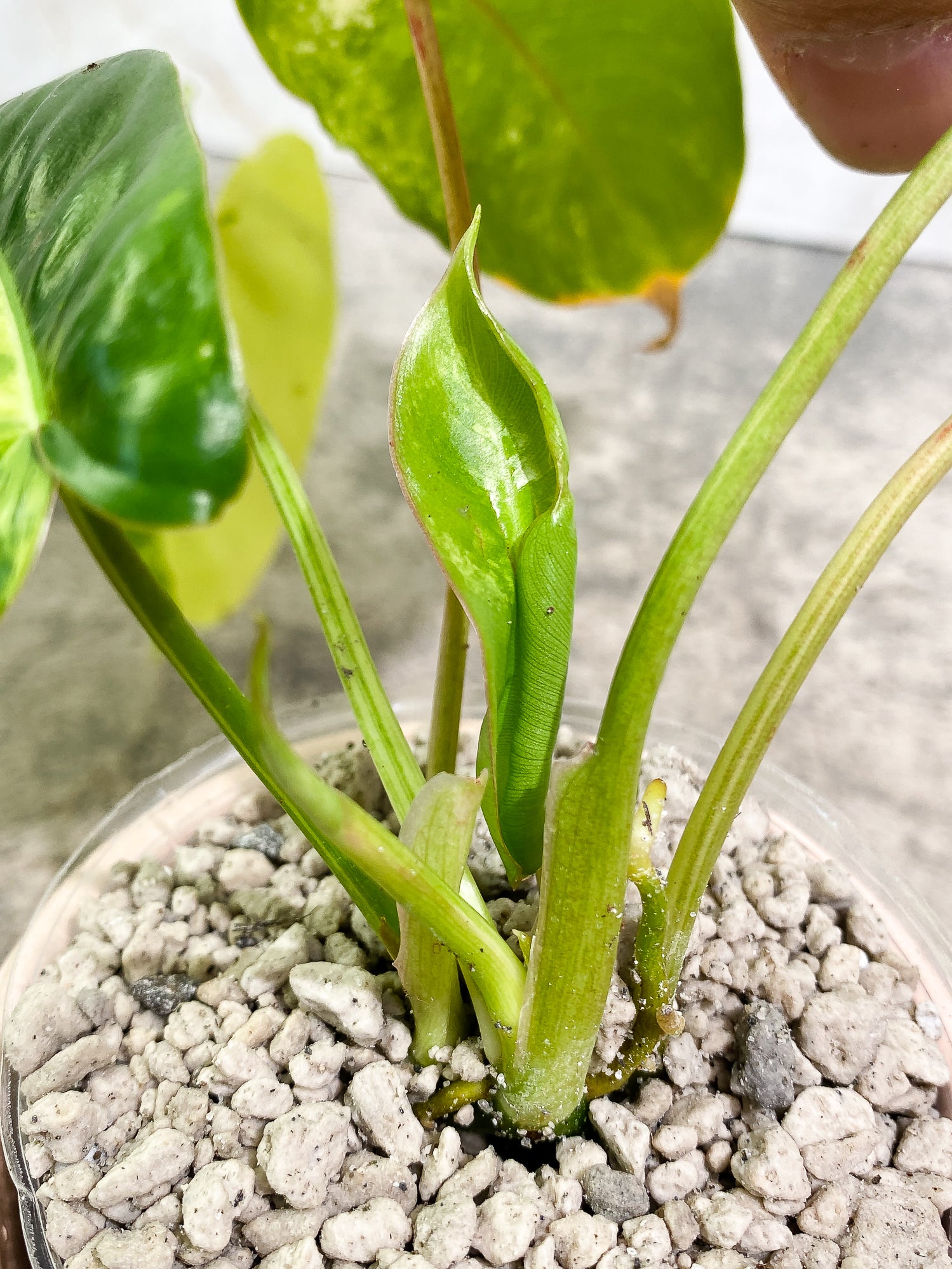 Philodendron Burle Marx Variegated 5 leaves 1 unfurling 1 sprout slightly rooted