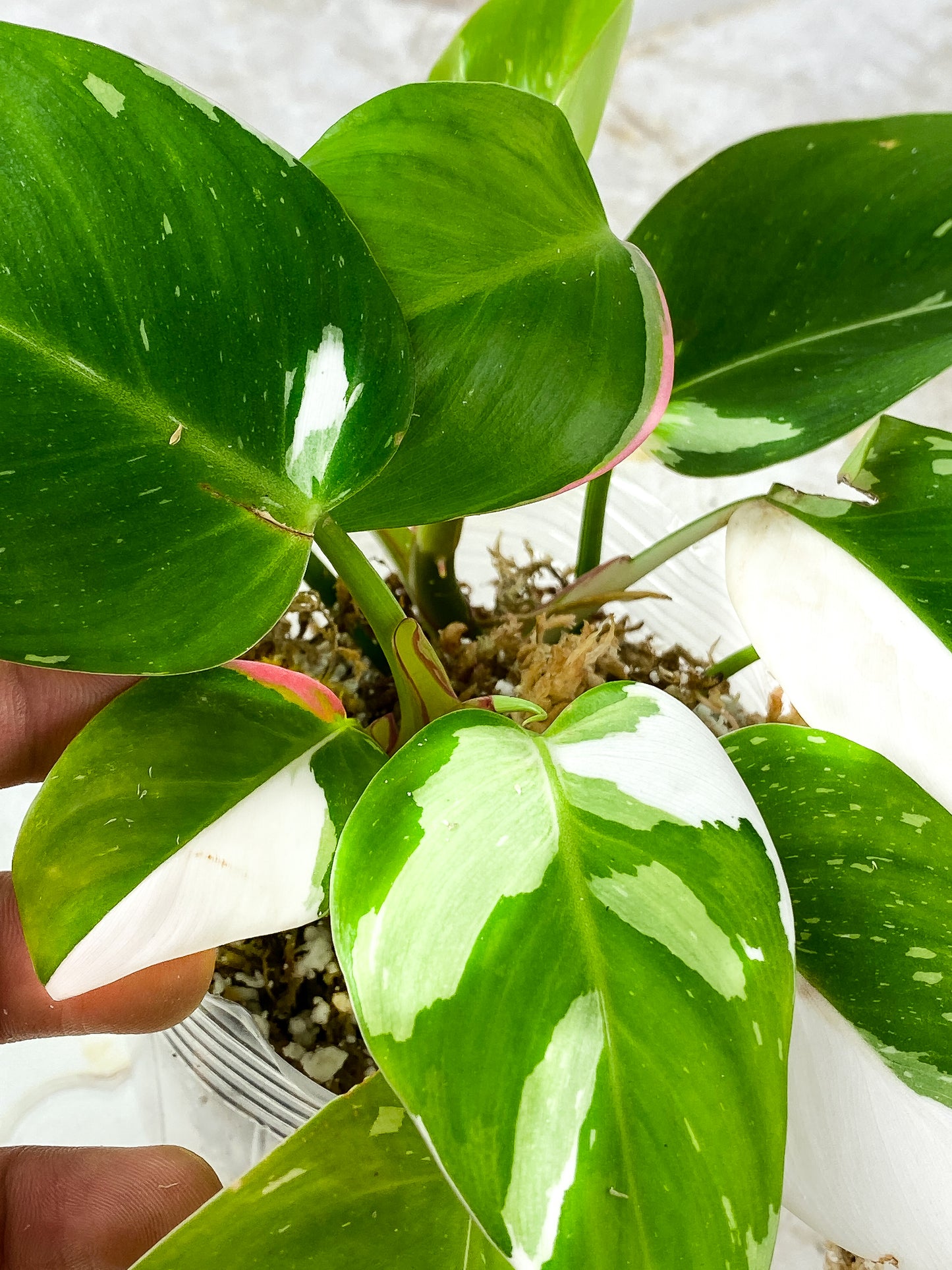 Philodendron White Princess Tricolor Rooting Node
