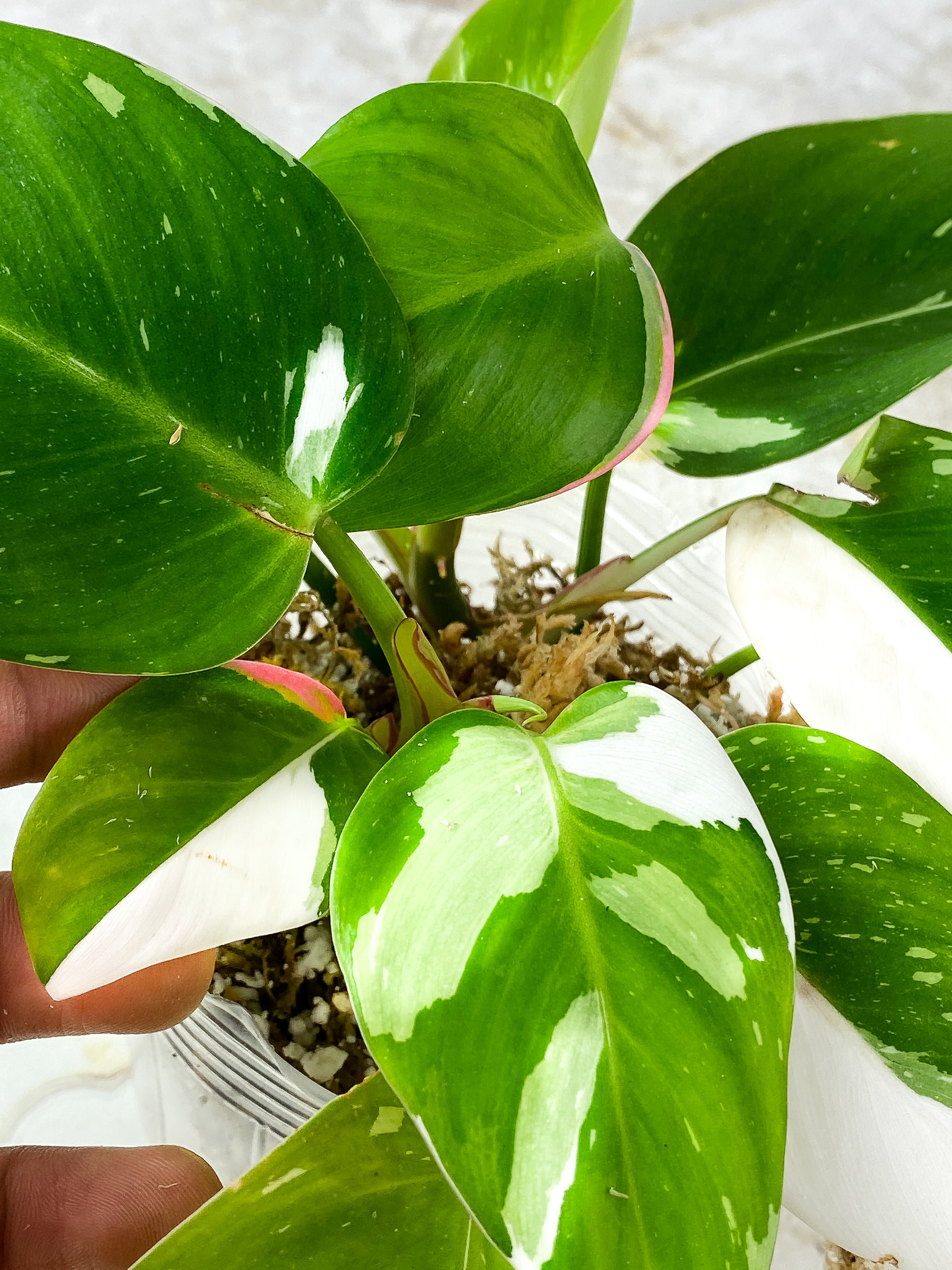 Philodendron White Princess Tricolor Rooted node