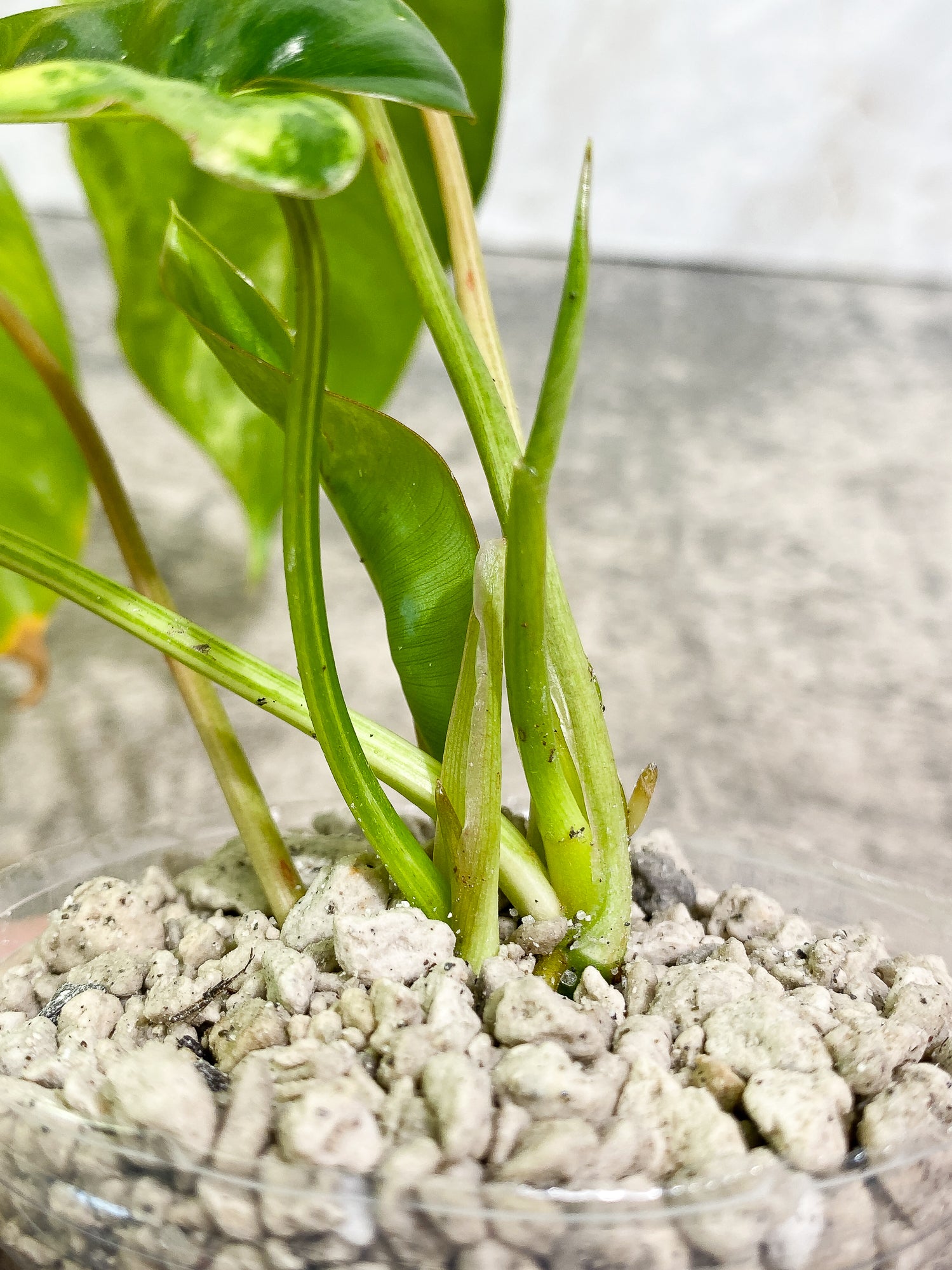 Philodendron Burle Marx Variegated 5 leaves 1 unfurling 1 sprout slightly rooted