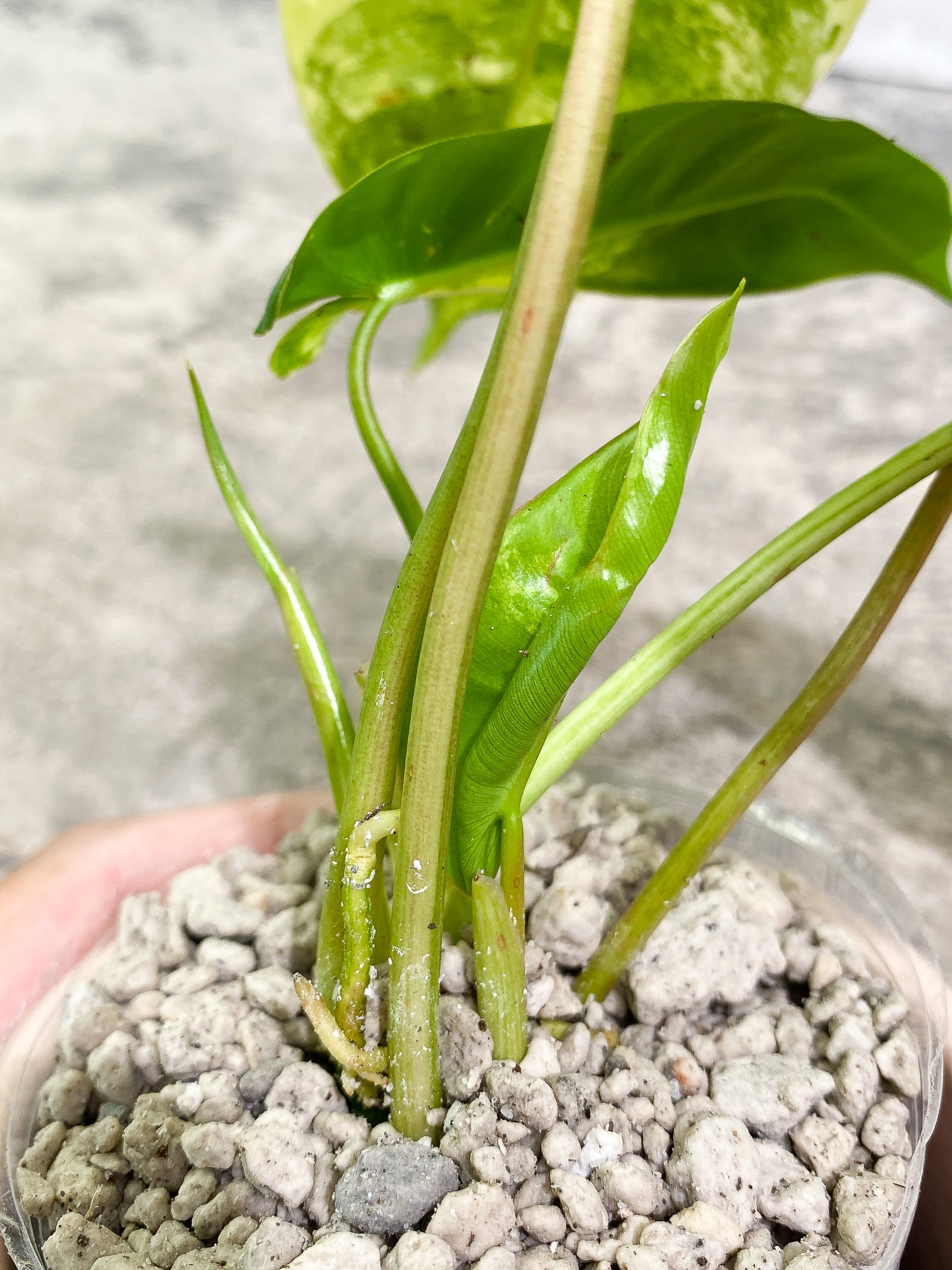 Philodendron Burle Marx Variegated 5 leaves 1 unfurling 1 sprout slightly rooted