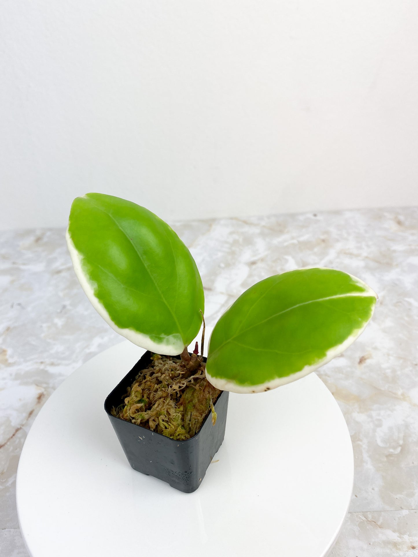 Private sale: Hoya pachyclada variegated 2 leaves and 2 baby leaves FREE 1 Global green and 1 silver lady