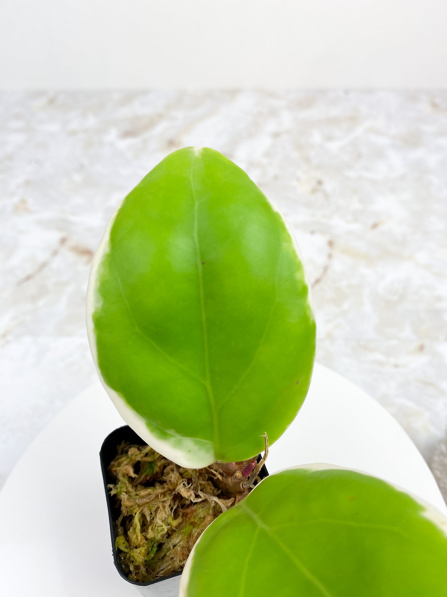 Private sale: Hoya pachyclada variegated 2 leaves and 2 baby leaves FREE 1 Global green and 1 silver lady