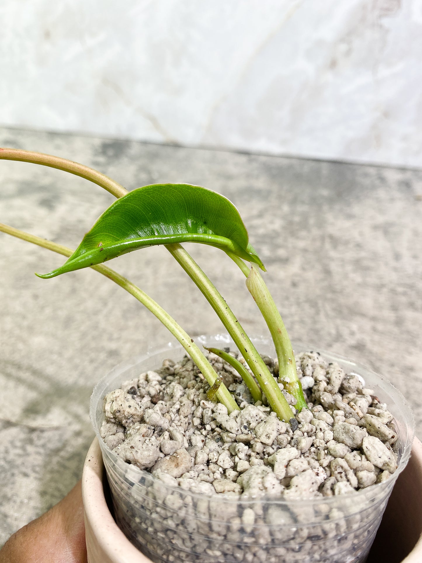 Philodendron Burl Marx Variegated 3 leaves 1 sprout slightly rooted