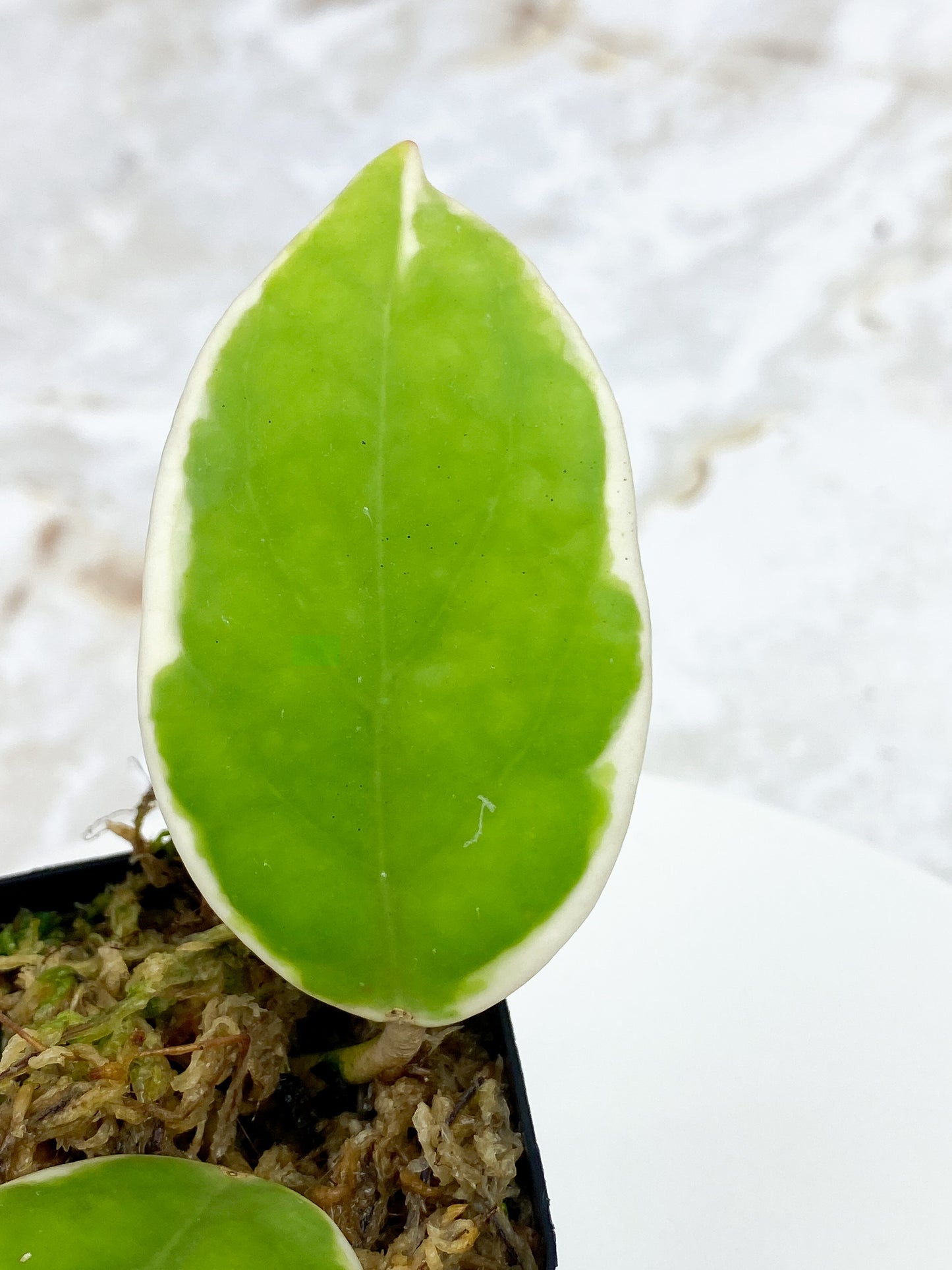 Hoya pachyclada variegated 2 leaves