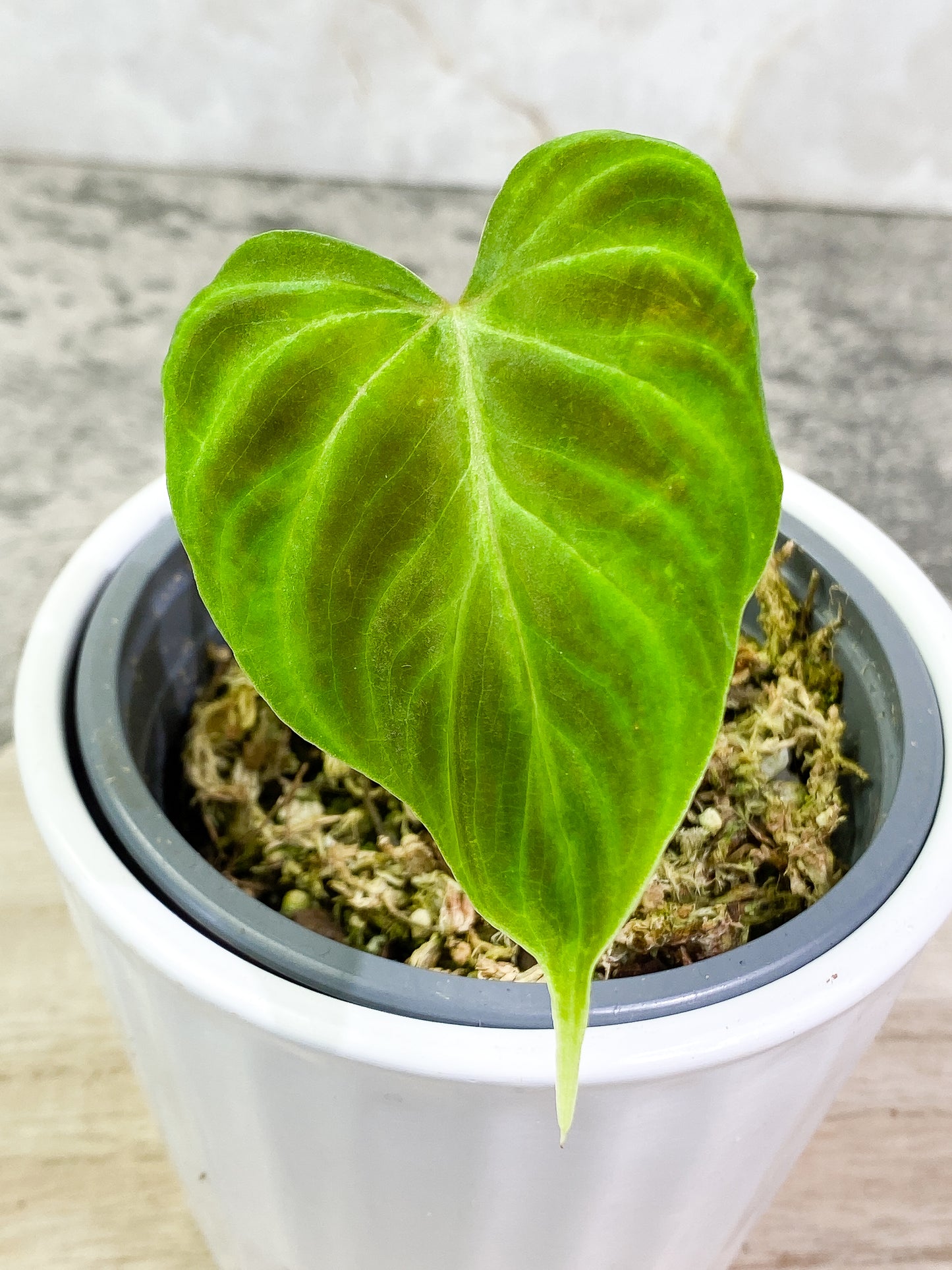 Philodendron verrucosum dark milky way 1 leaf 1 sprout Rooting