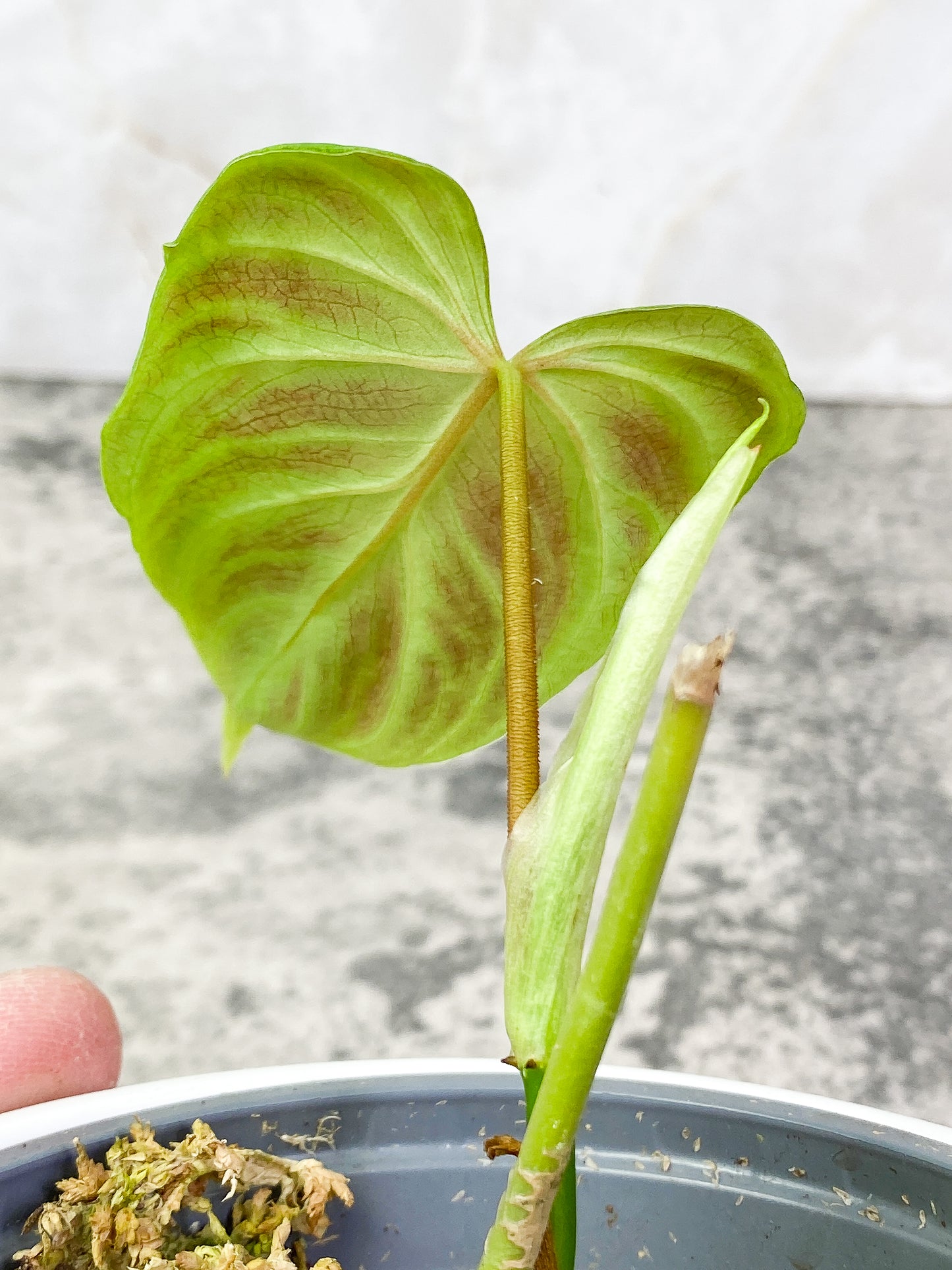 Philodendron verrucosum dark milky way 1 leaf 1 sprout Rooting