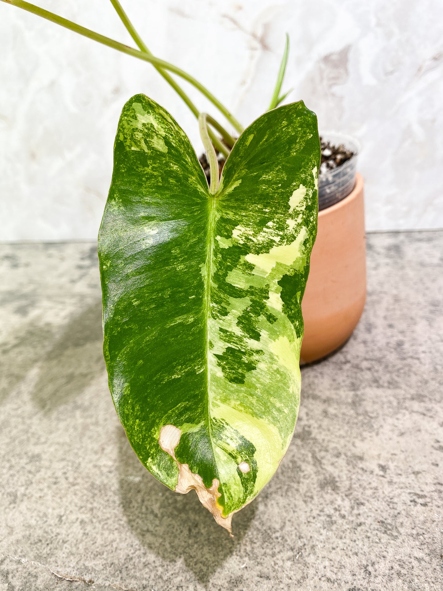 Philodendron Burl Marx 3 leaves 4 sprouts fully rooted