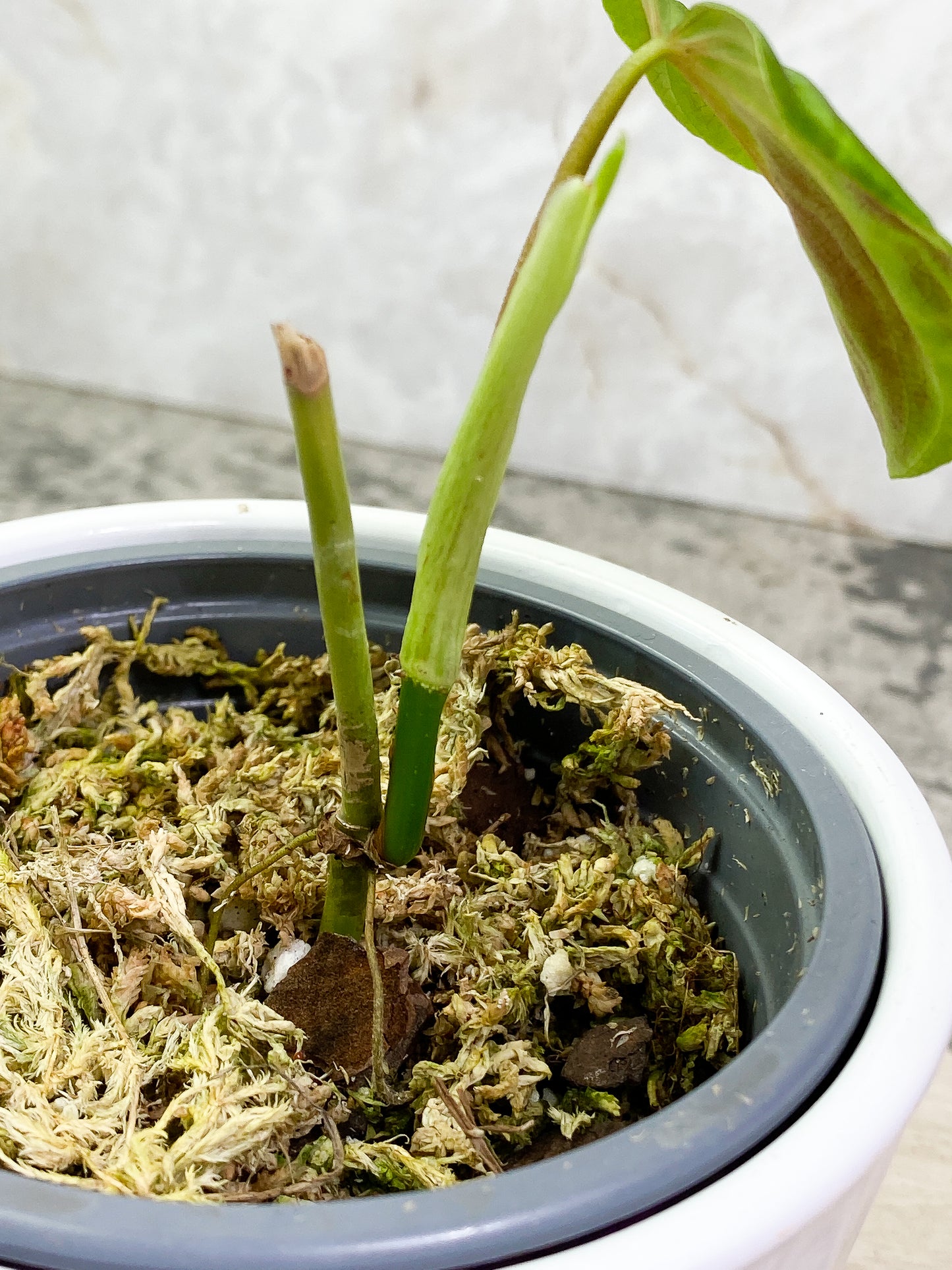 Philodendron verrucosum dark milky way 1 leaf 1 sprout Rooting