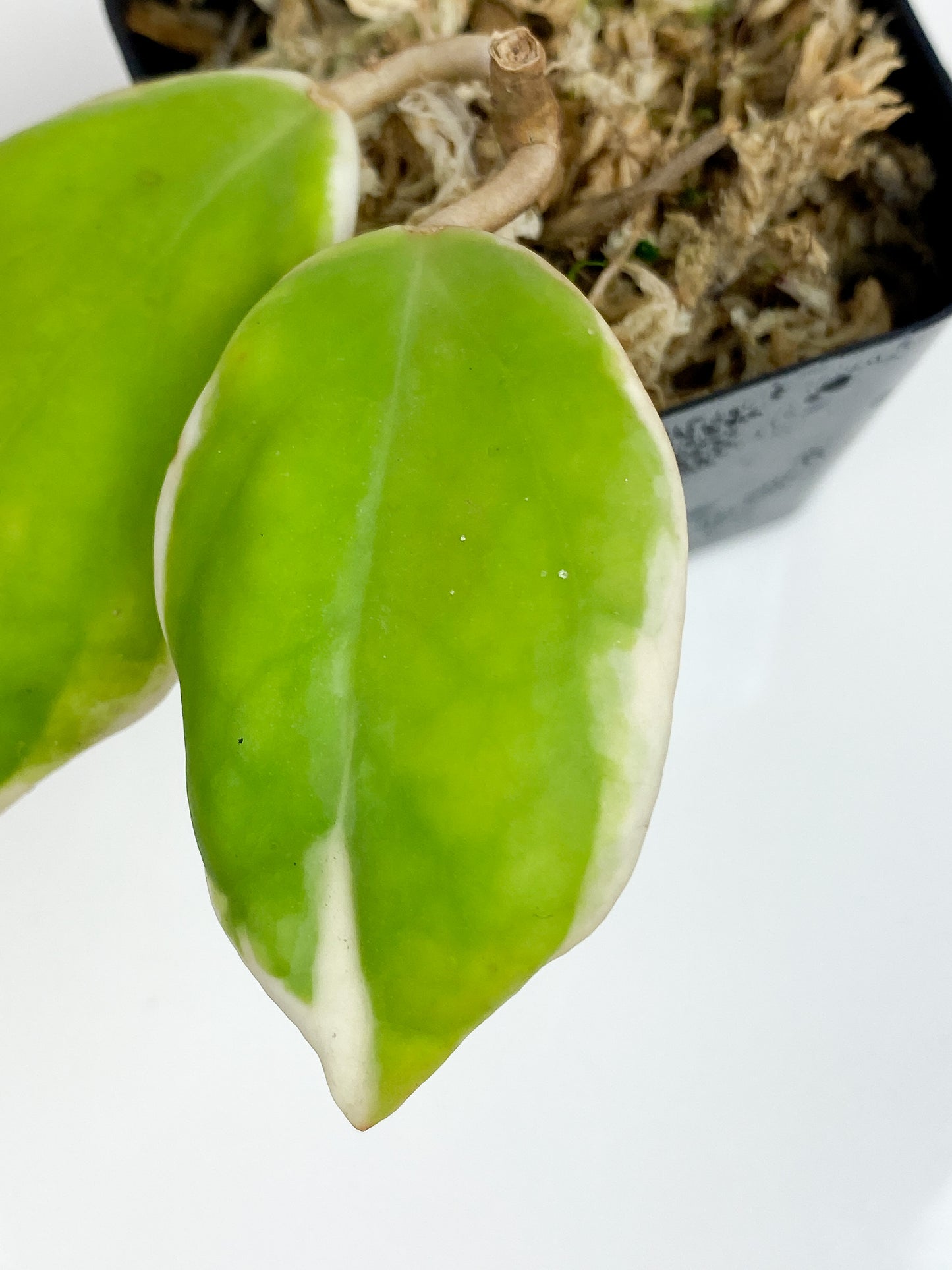 Hoya pachyclada variegated 2 leaves
