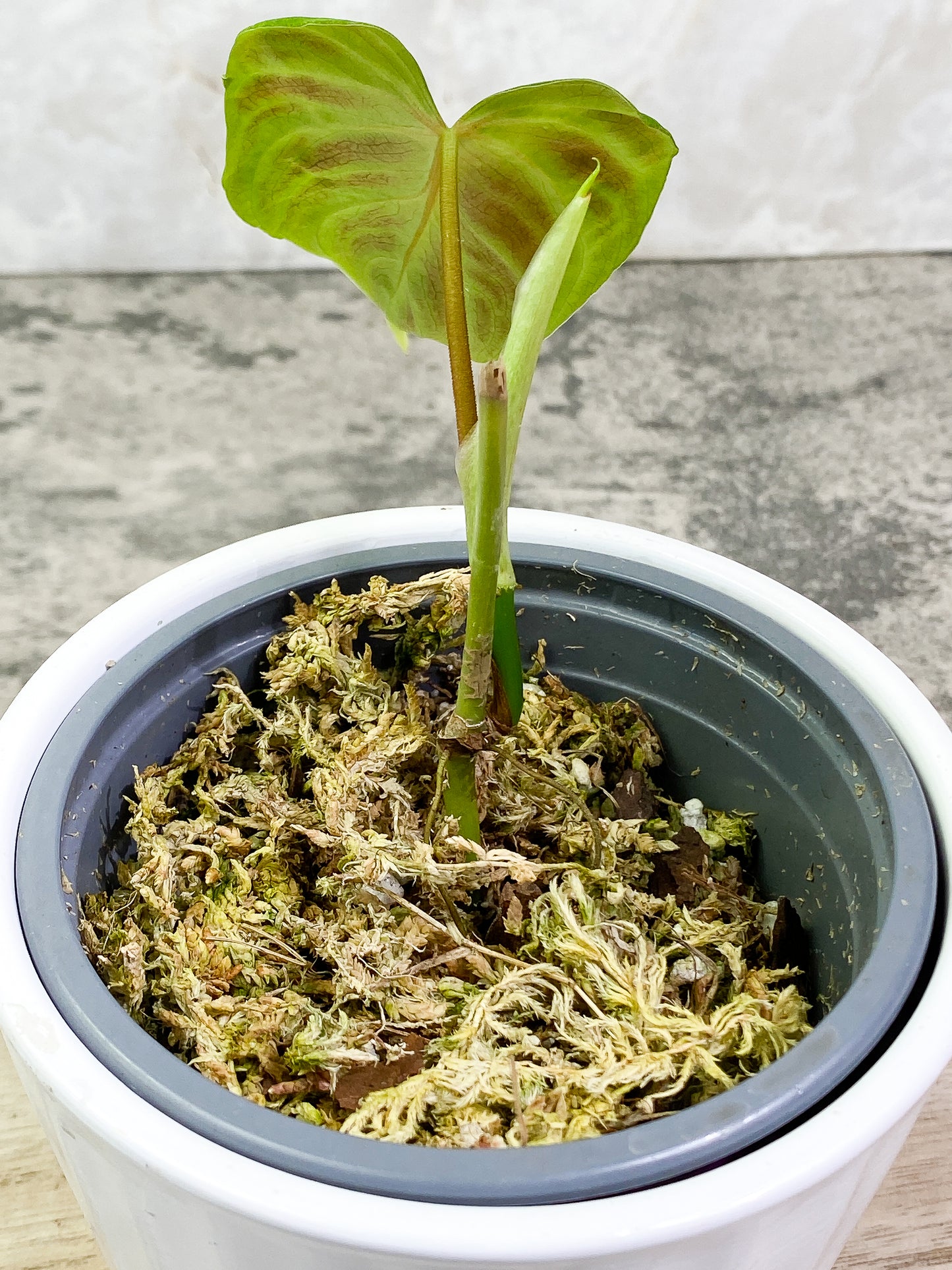 Philodendron verrucosum dark milky way 1 leaf 1 sprout Rooting