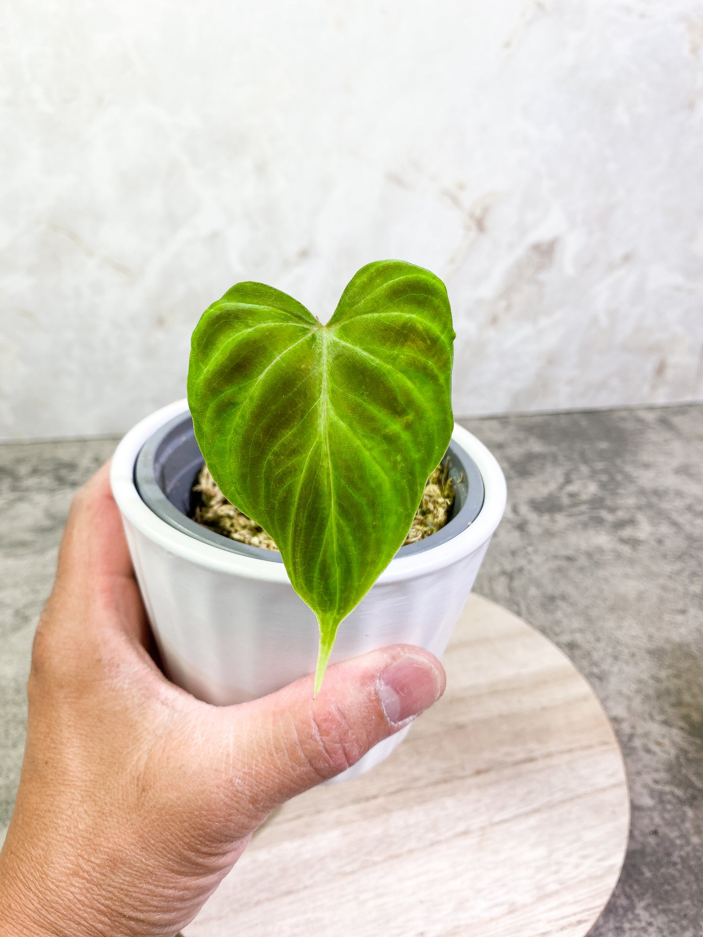 Philodendron verrucosum dark milky way 1 leaf 1 sprout Rooting