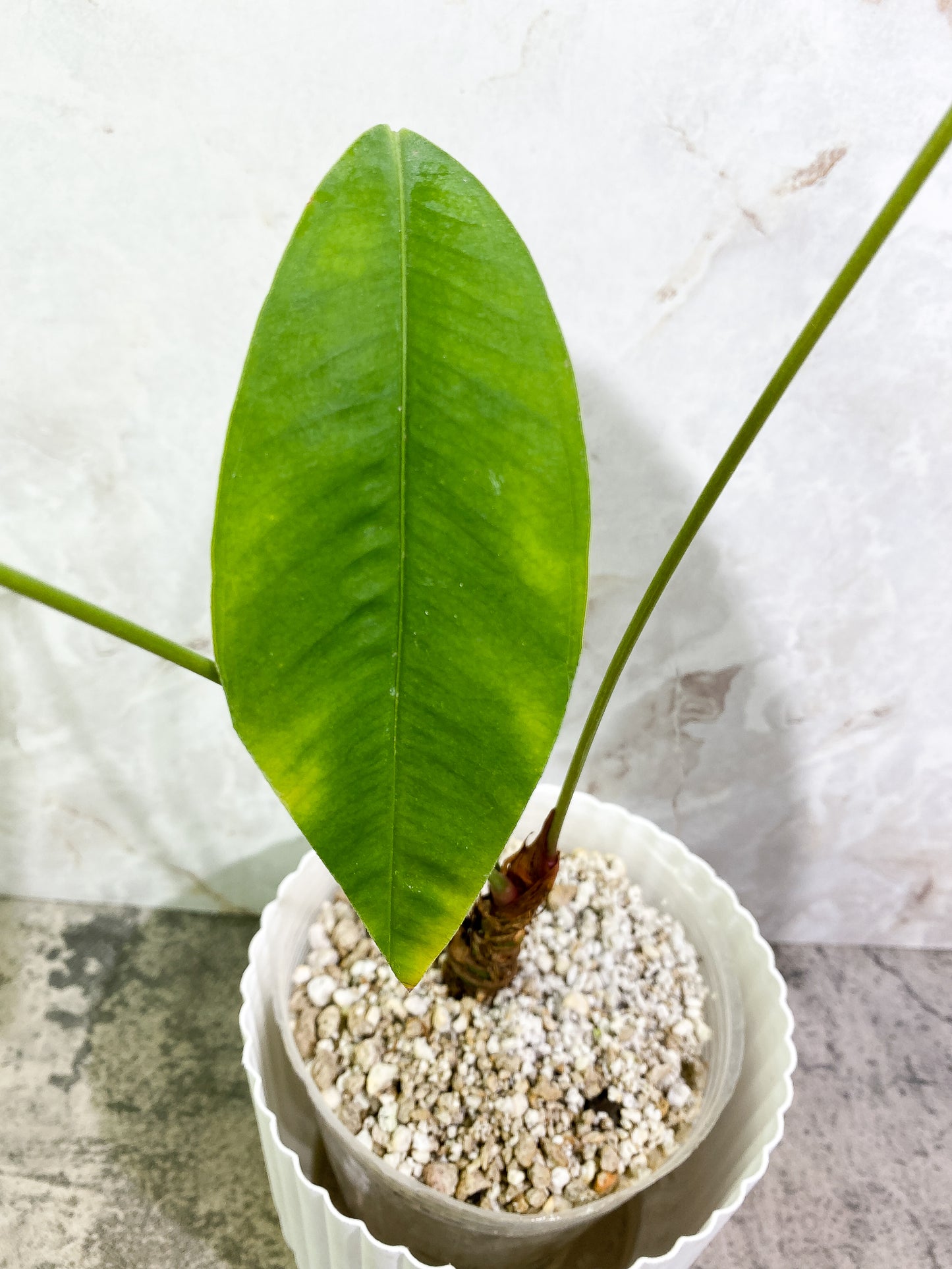 Anthurium microphyllum 3 leaves multiple nodes fully rooted