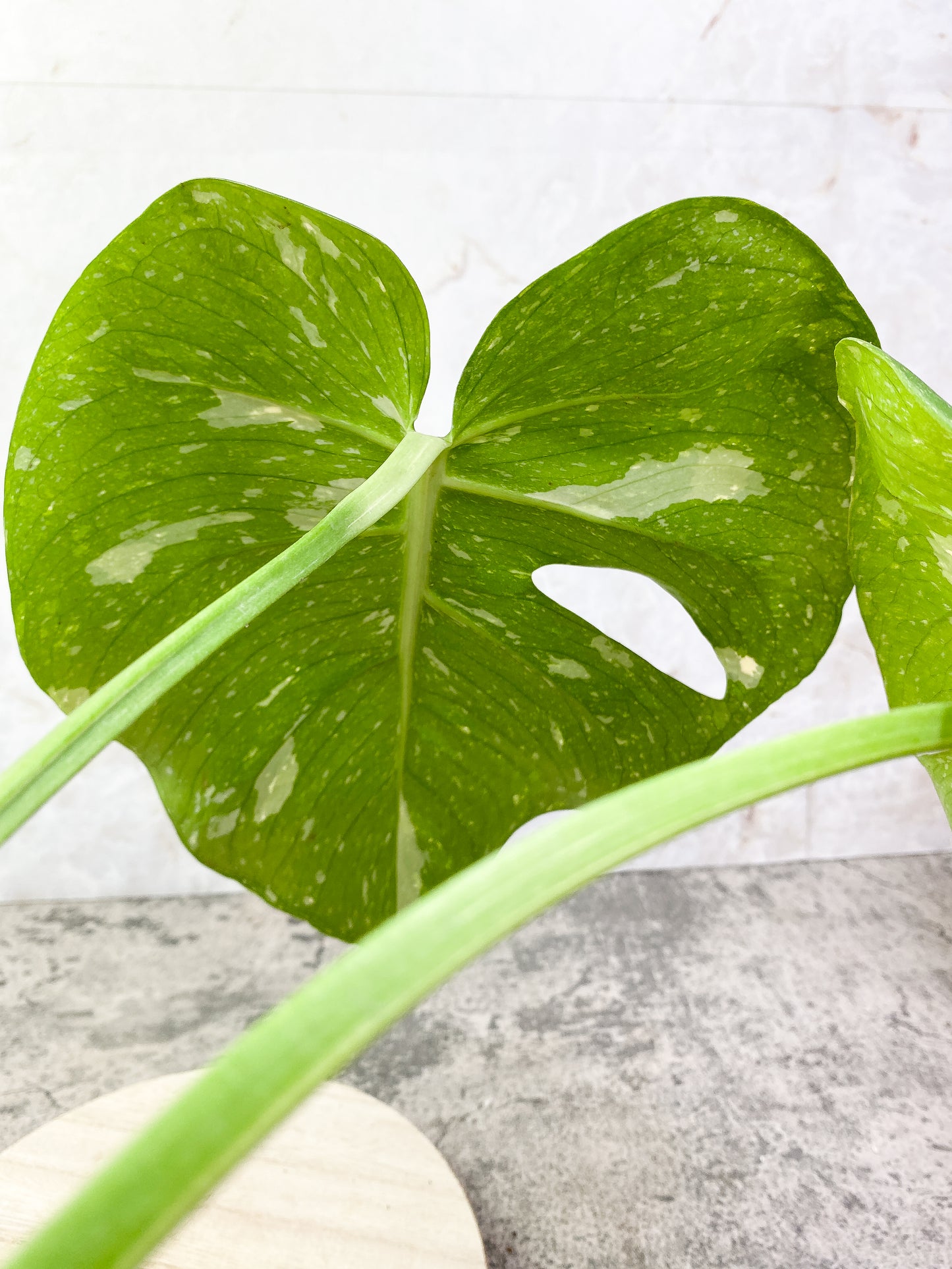 Monstera Thai Contellation 2 leaves Rooted