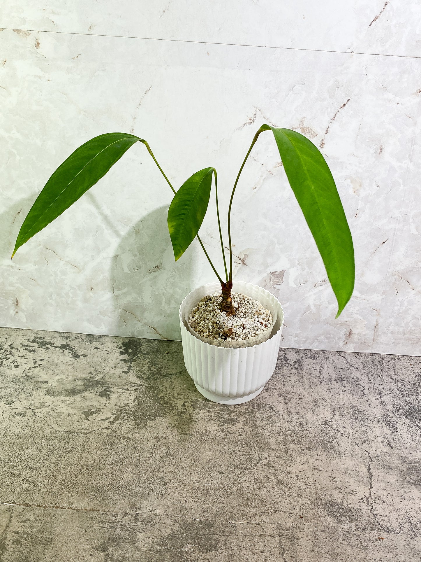 Anthurium microphyllum 3 leaves multiple nodes fully rooted