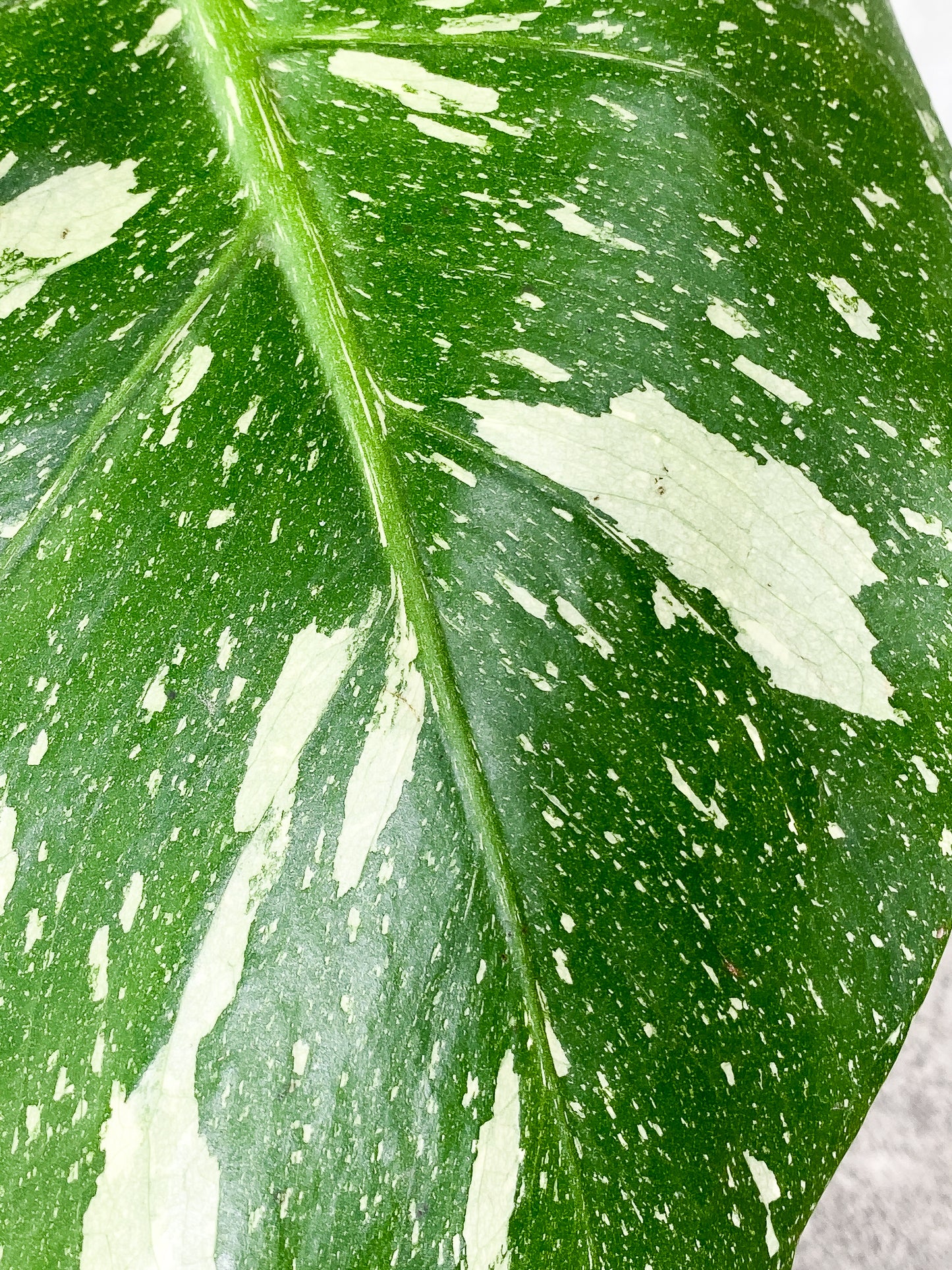 Monstera Thai Contellation 2 leaves Rooted