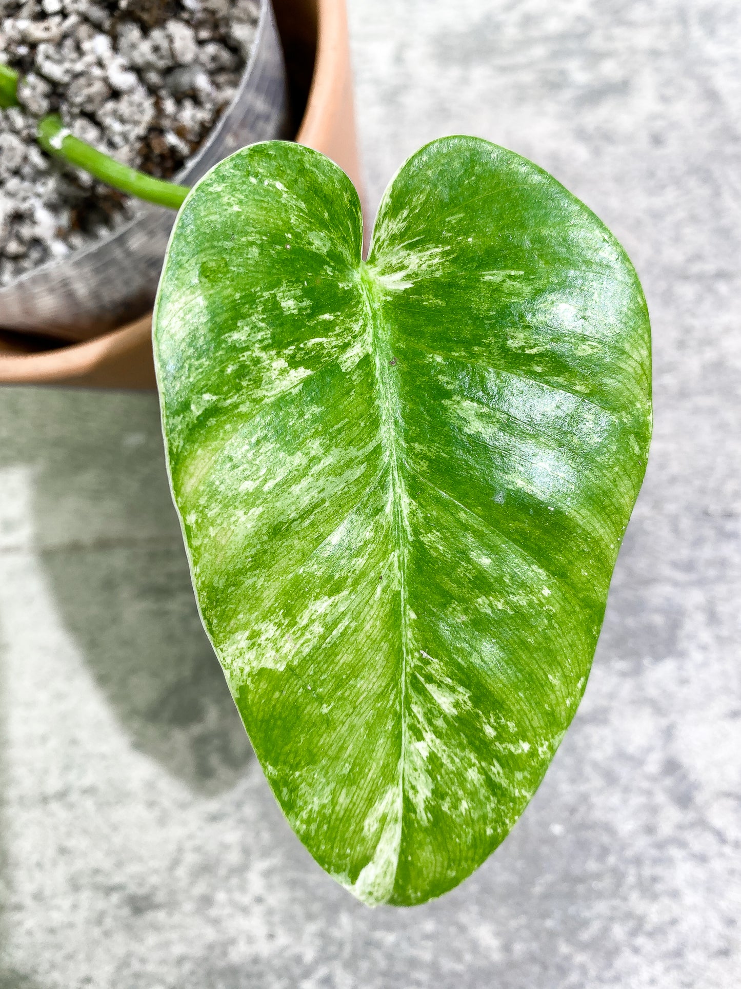 Philodendron giganteum Marble blizzard 2 leaves 1 unfurling rooting