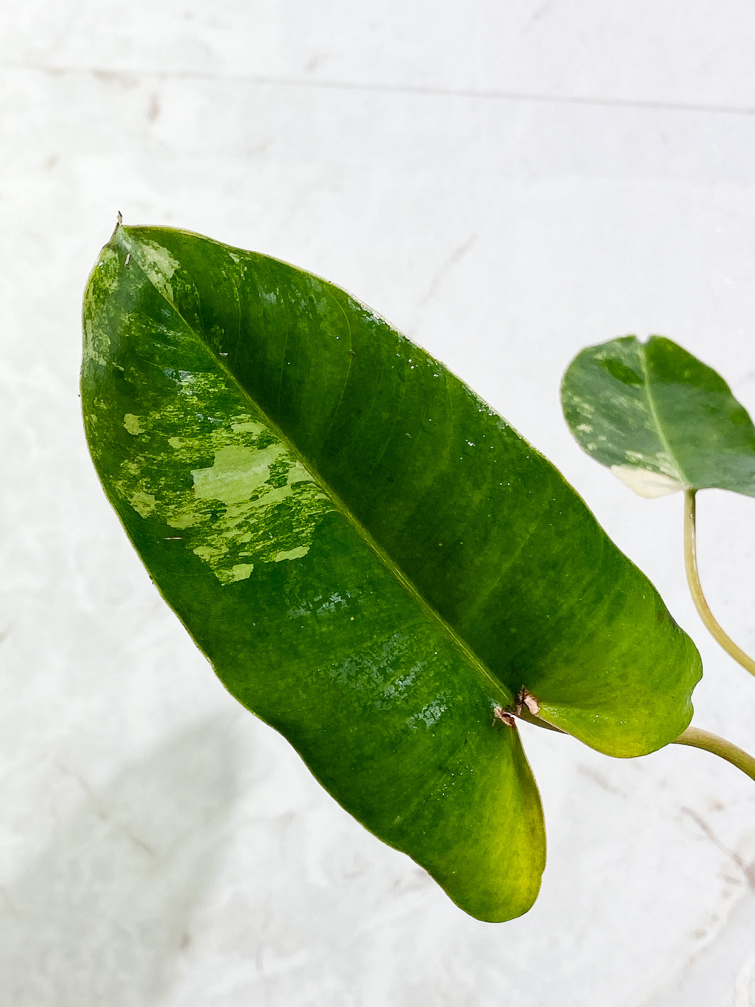 $5 Add-on Deal: Philodendron Burle marx Variegated 2 leaves Rooted