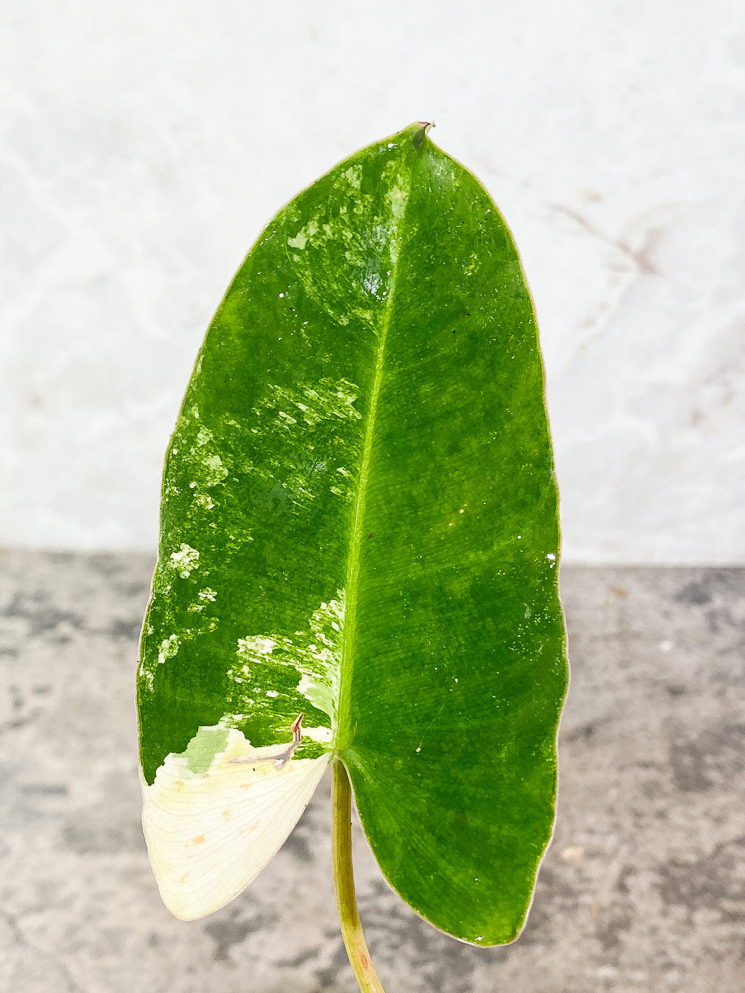 $5 Add-on Deal: Philodendron Burle marx Variegated 2 leaves Rooted