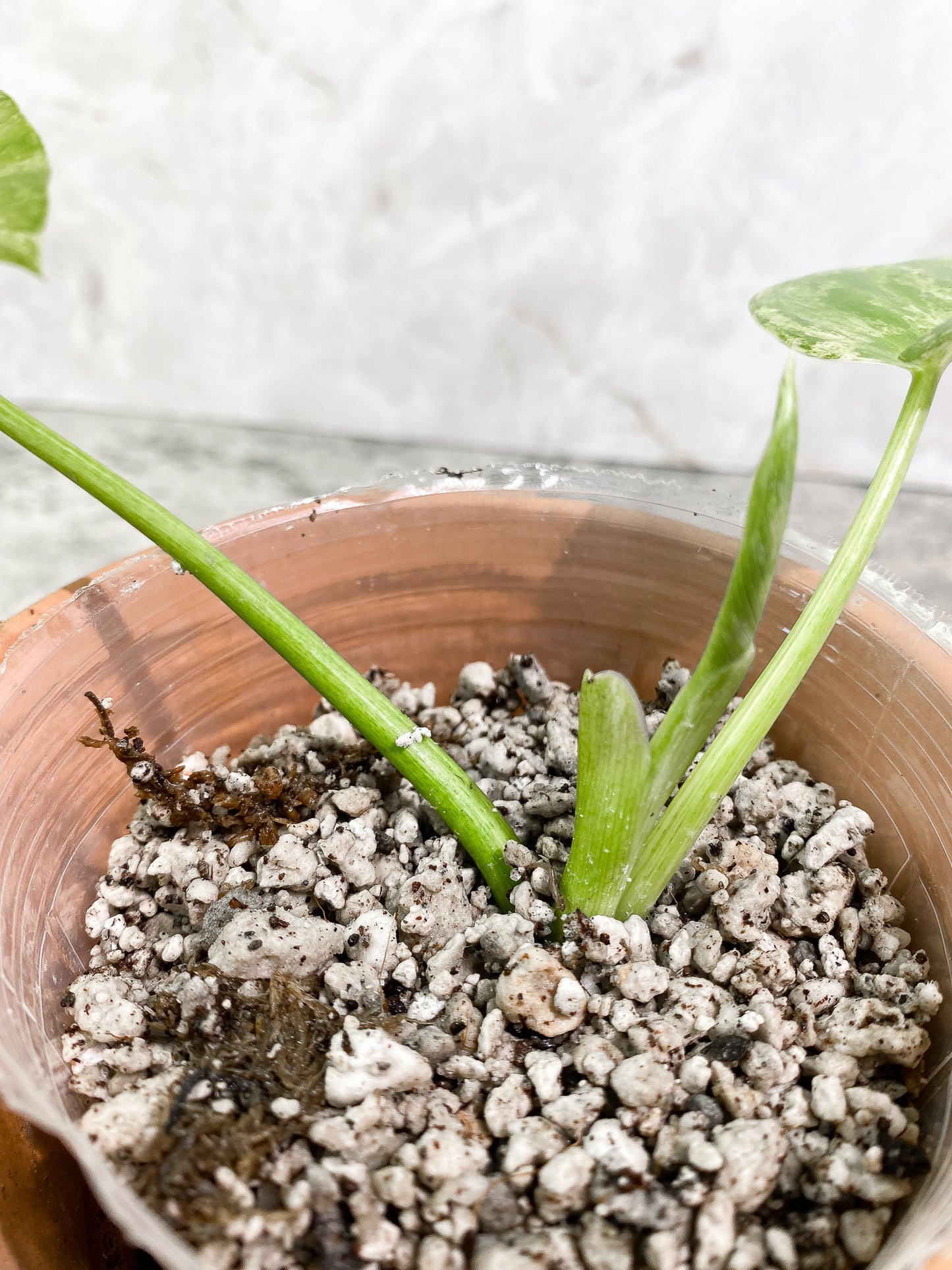 Philodendron giganteum Marble blizzard 2 leaves 1 unfurling rooting