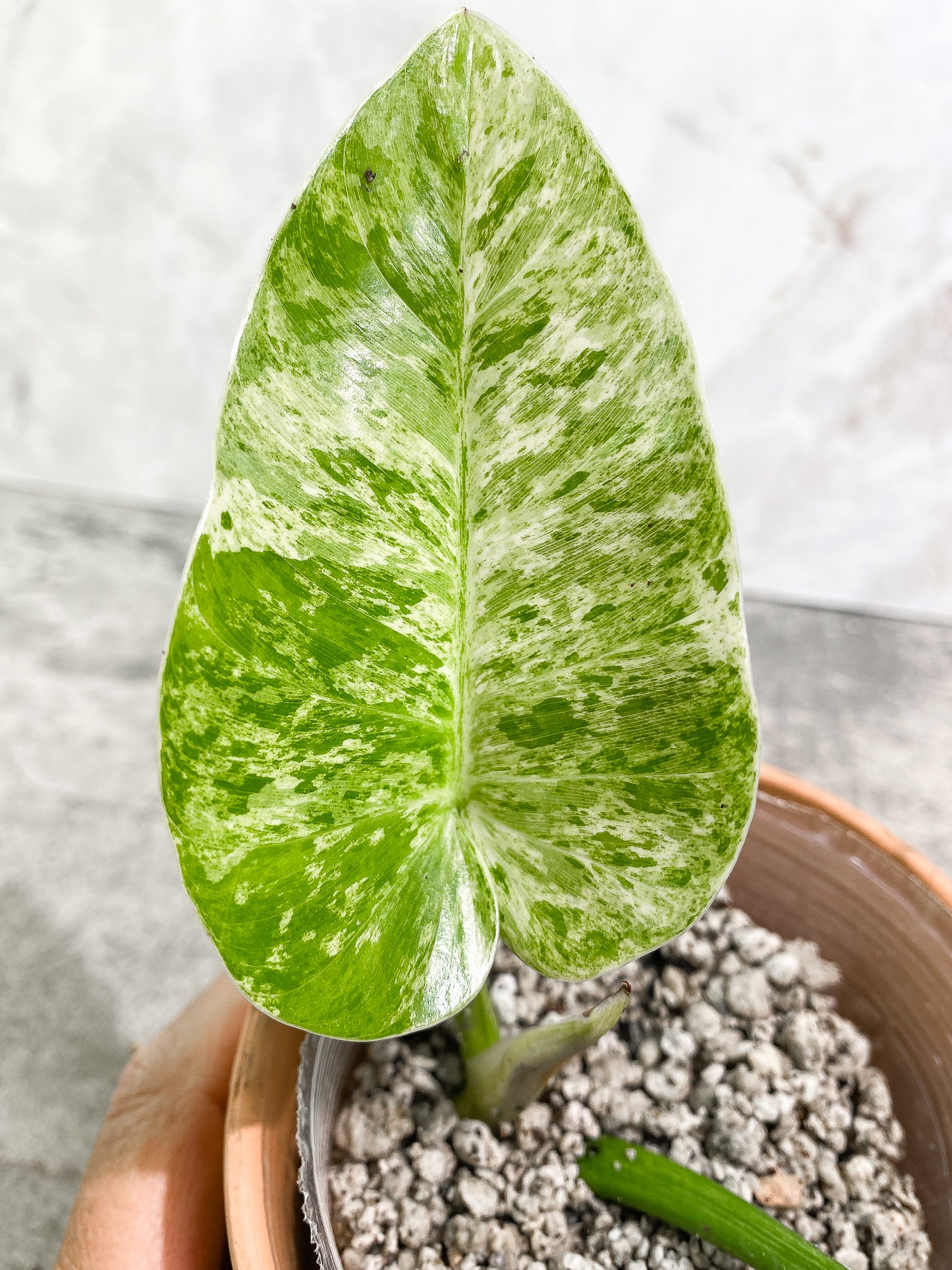 Philodendron giganteum Marble blizzard 2 leaves 1 sprout fully rooted