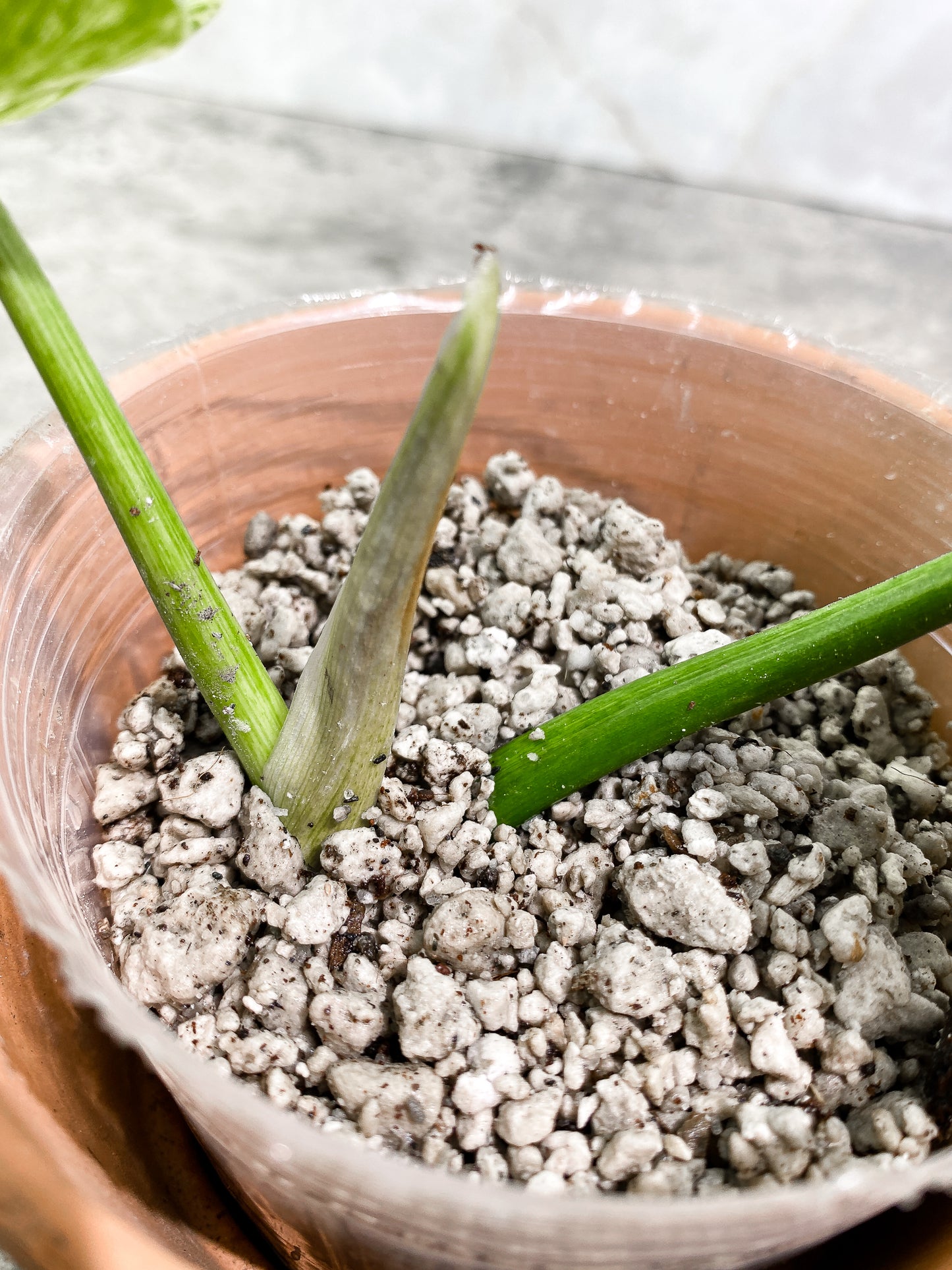 Philodendron giganteum Marble blizzard 2 leaves 1 sprout fully rooted