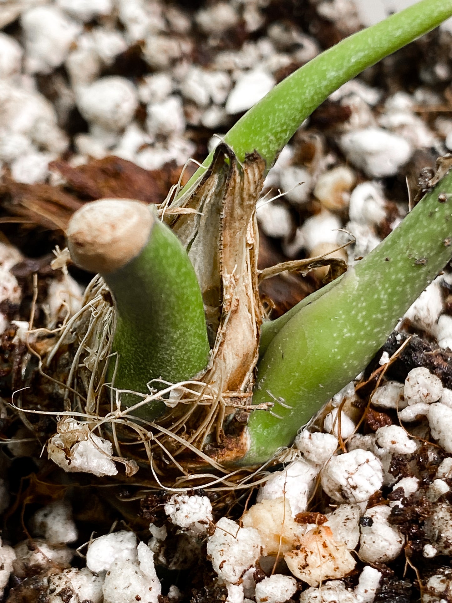 Anthurium argyrostachyum 'Velvety' 1 leaf 1 sprout fully rooted