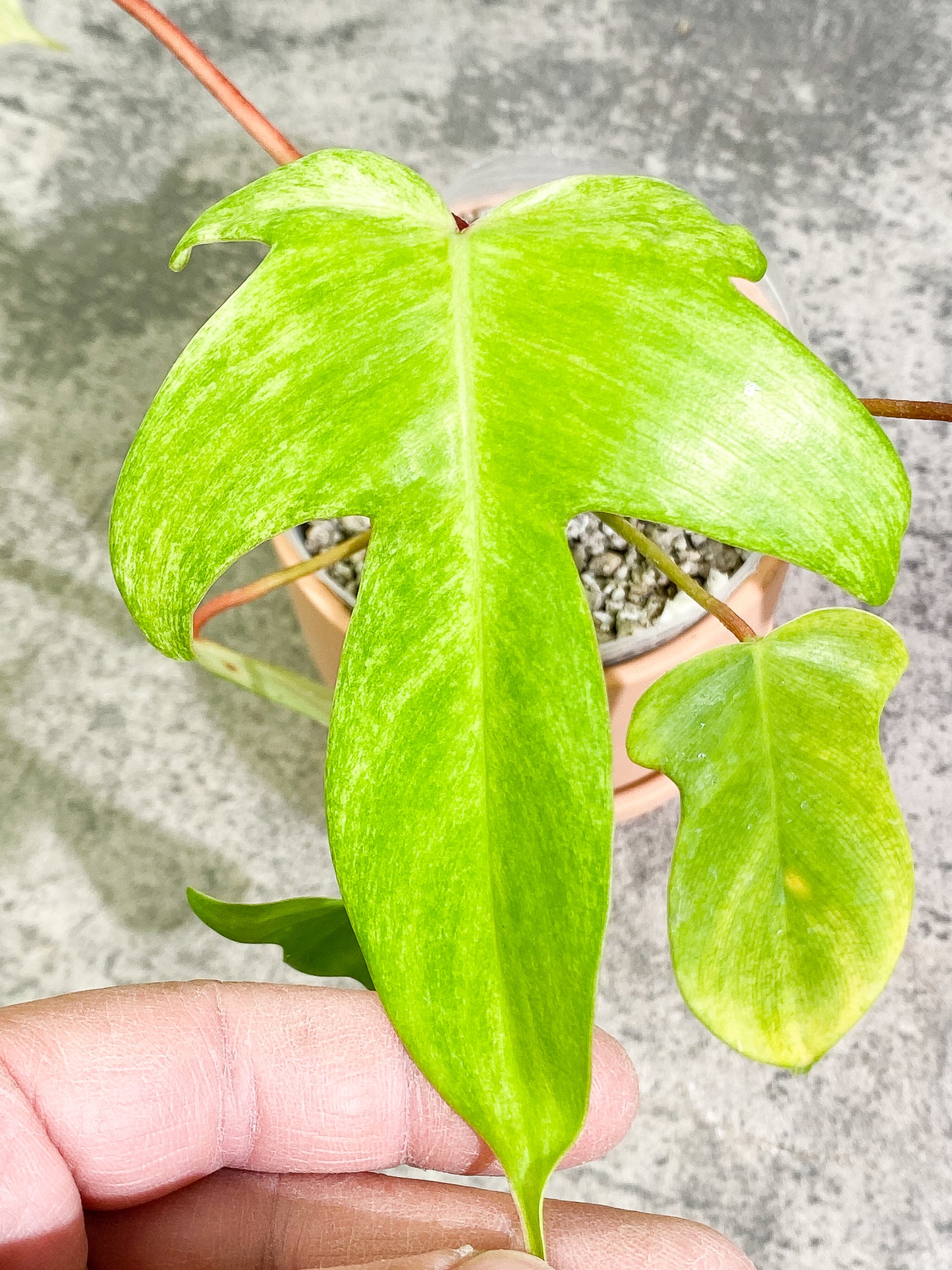 Philodendron Florida Ghost Mint Rooted 6 leaves