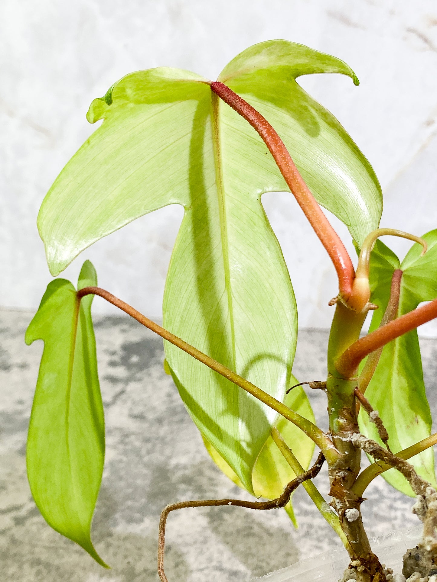 Philodendron Florida Ghost Mint Rooted 6 leaves