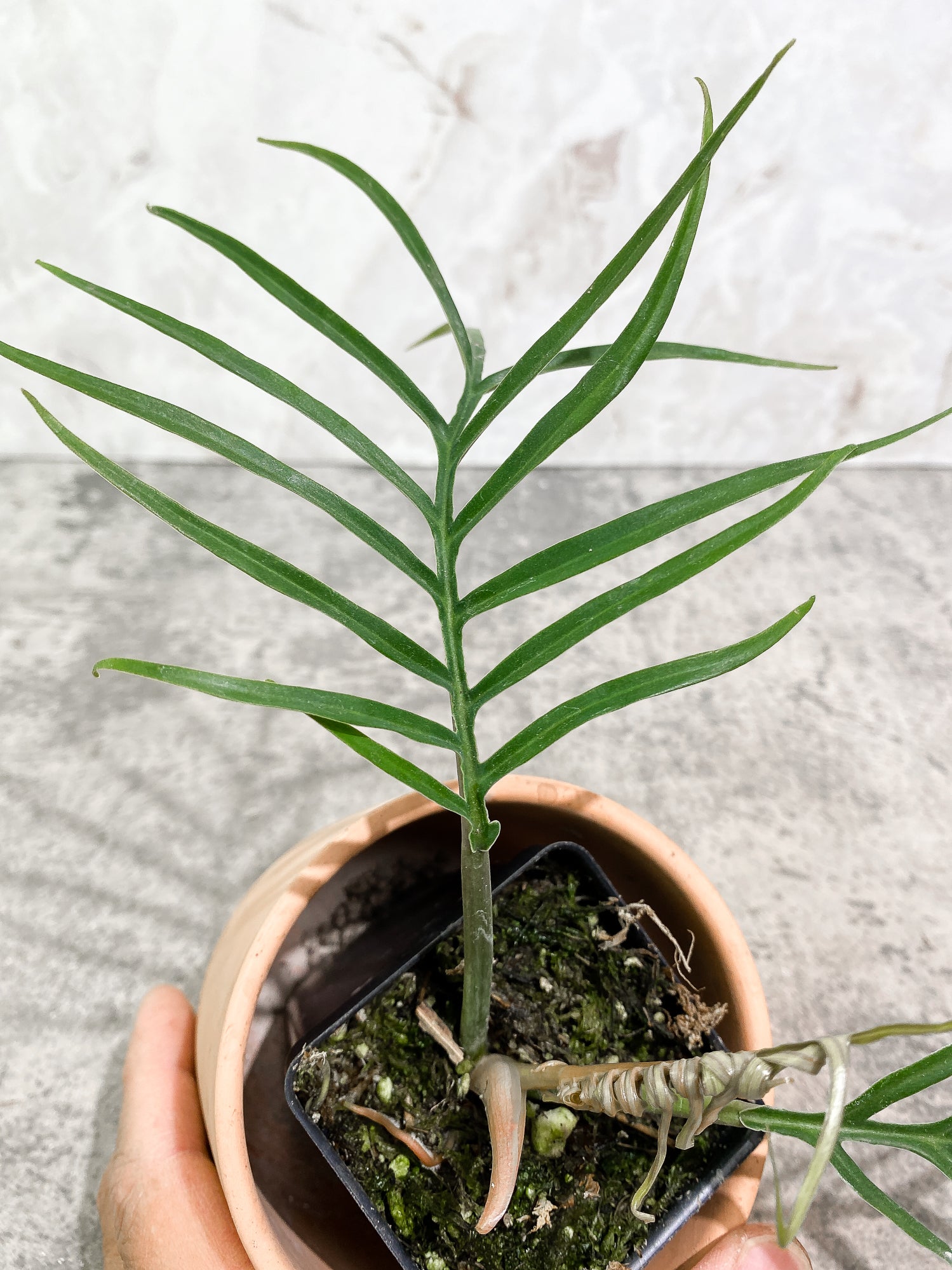 Philodendron Tortum 2 leaves 1 unfurling 1 sprout fully rooted