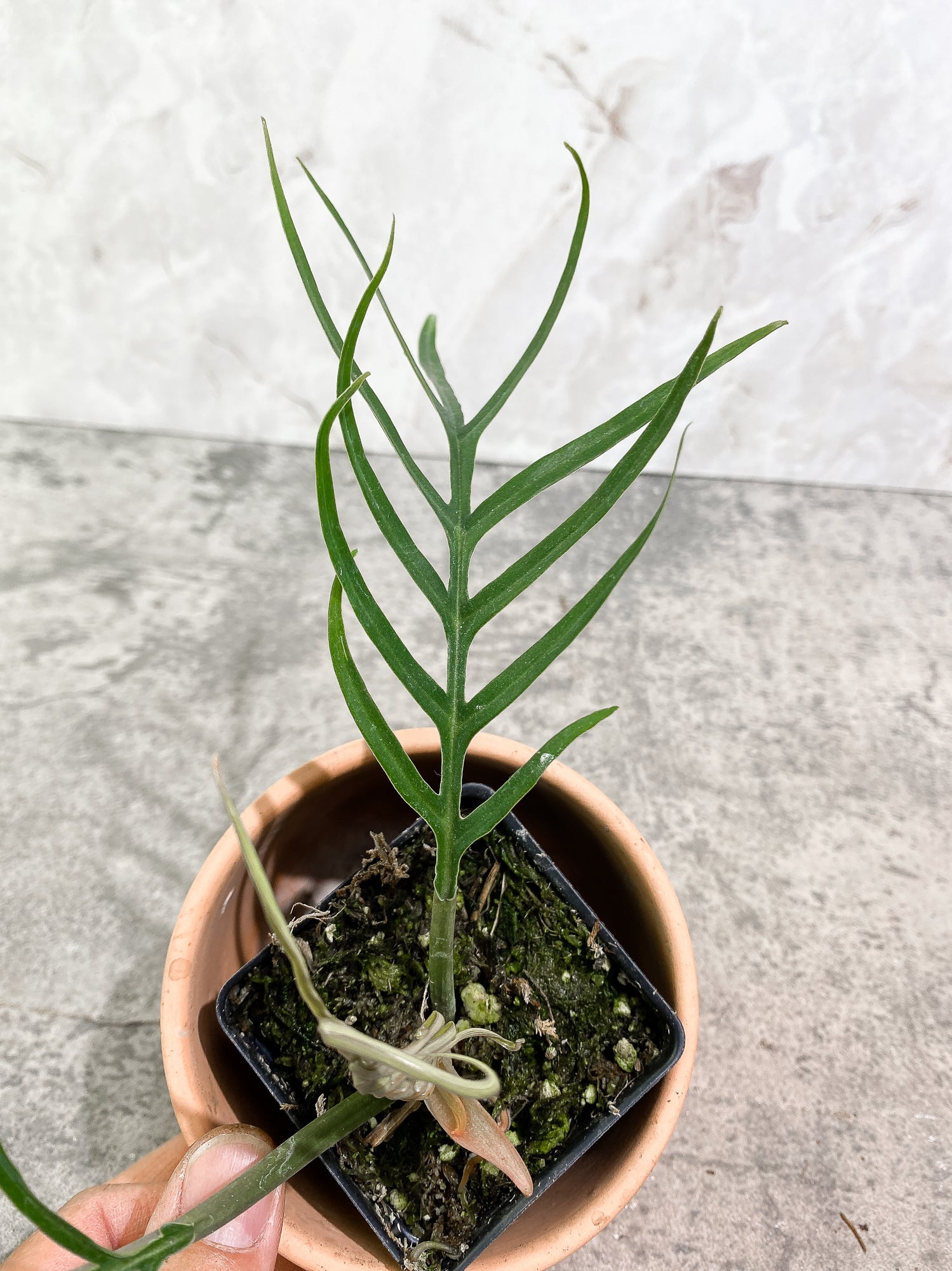 Philodendron Tortum 2 leaves 1 unfurling 1 sprout fully rooted