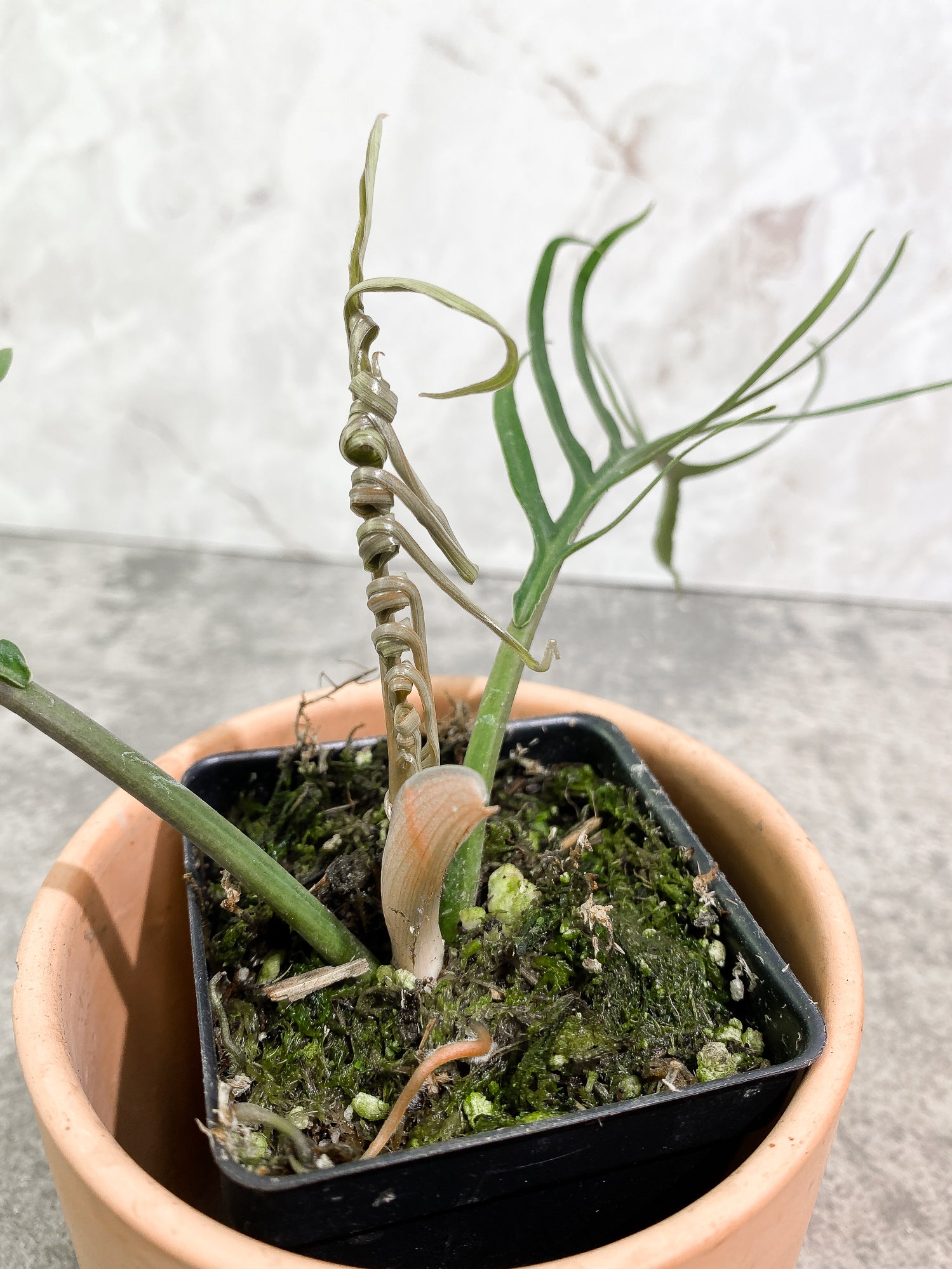 Philodendron Tortum 2 leaves 1 unfurling 1 sprout fully rooted