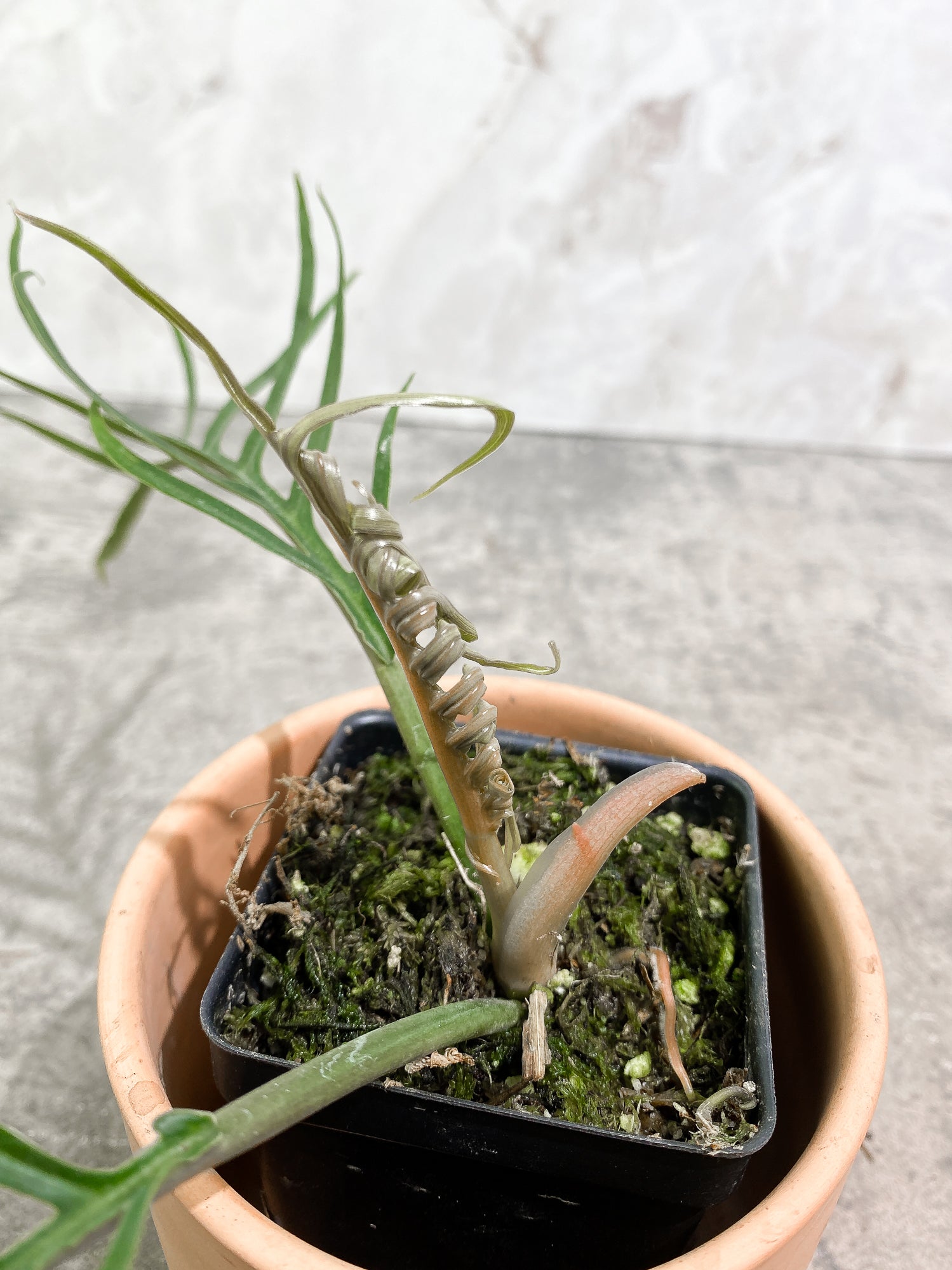 Philodendron Tortum 2 leaves 1 unfurling 1 sprout fully rooted