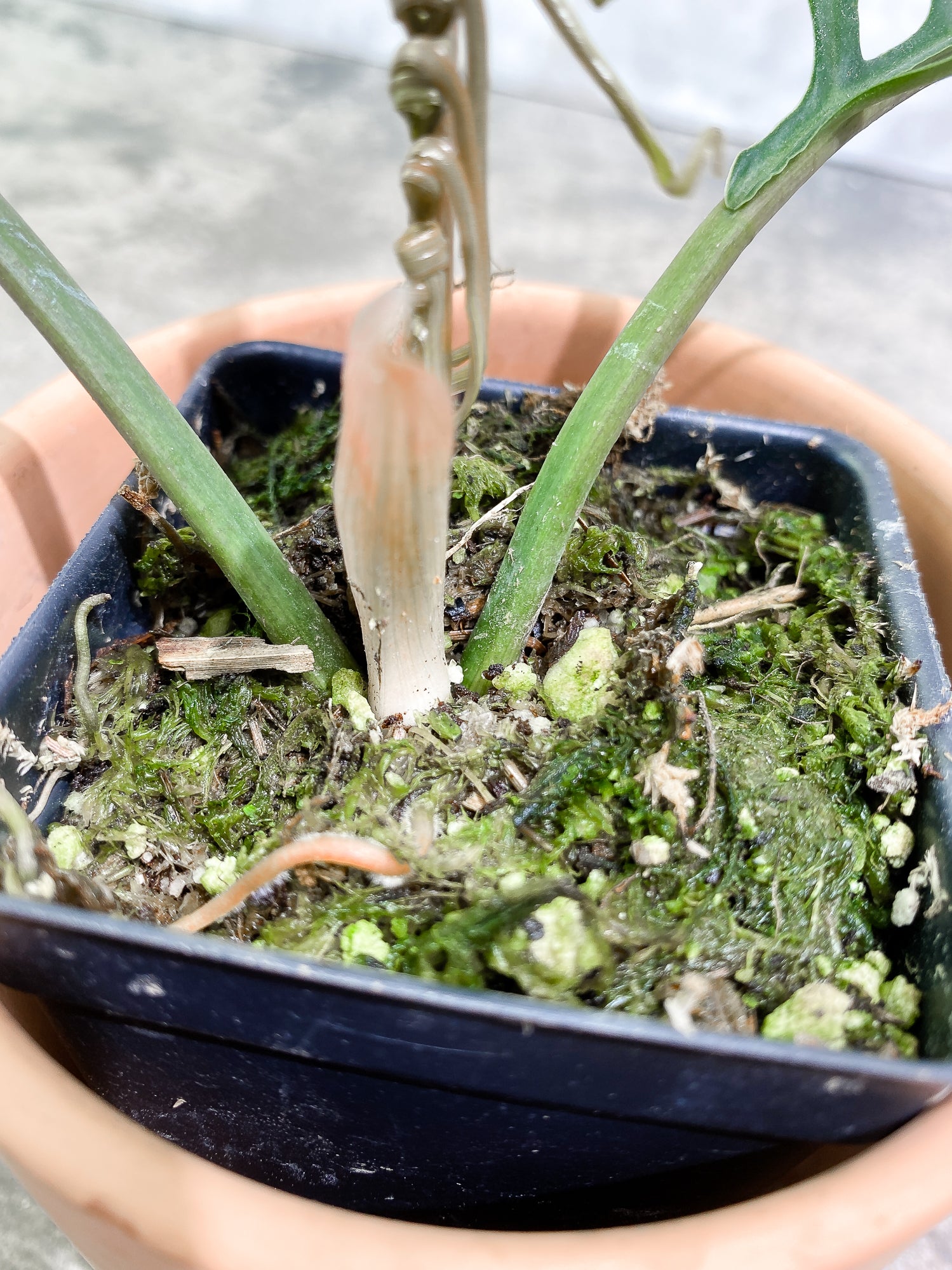 Philodendron Tortum 2 leaves 1 unfurling 1 sprout fully rooted