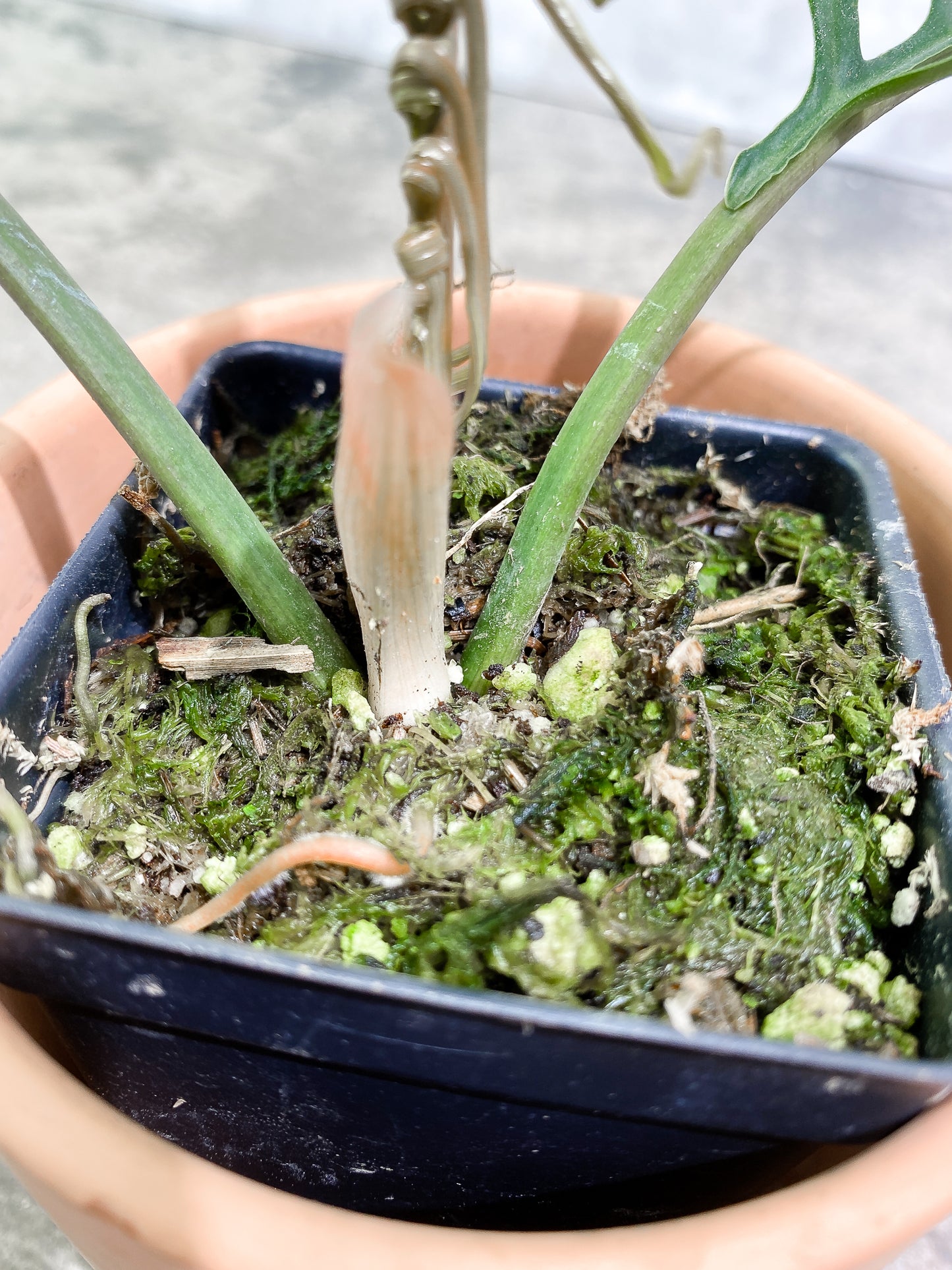 Philodendron Tortum 2 leaves 1 unfurling 1 sprout fully rooted